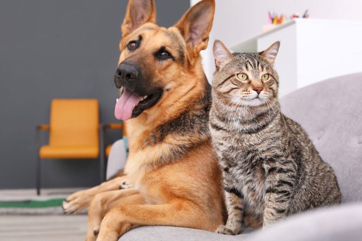 Pet Friendly Apartments