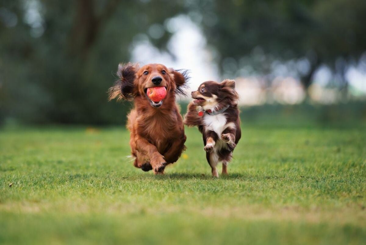 Pet Friendly Apartments