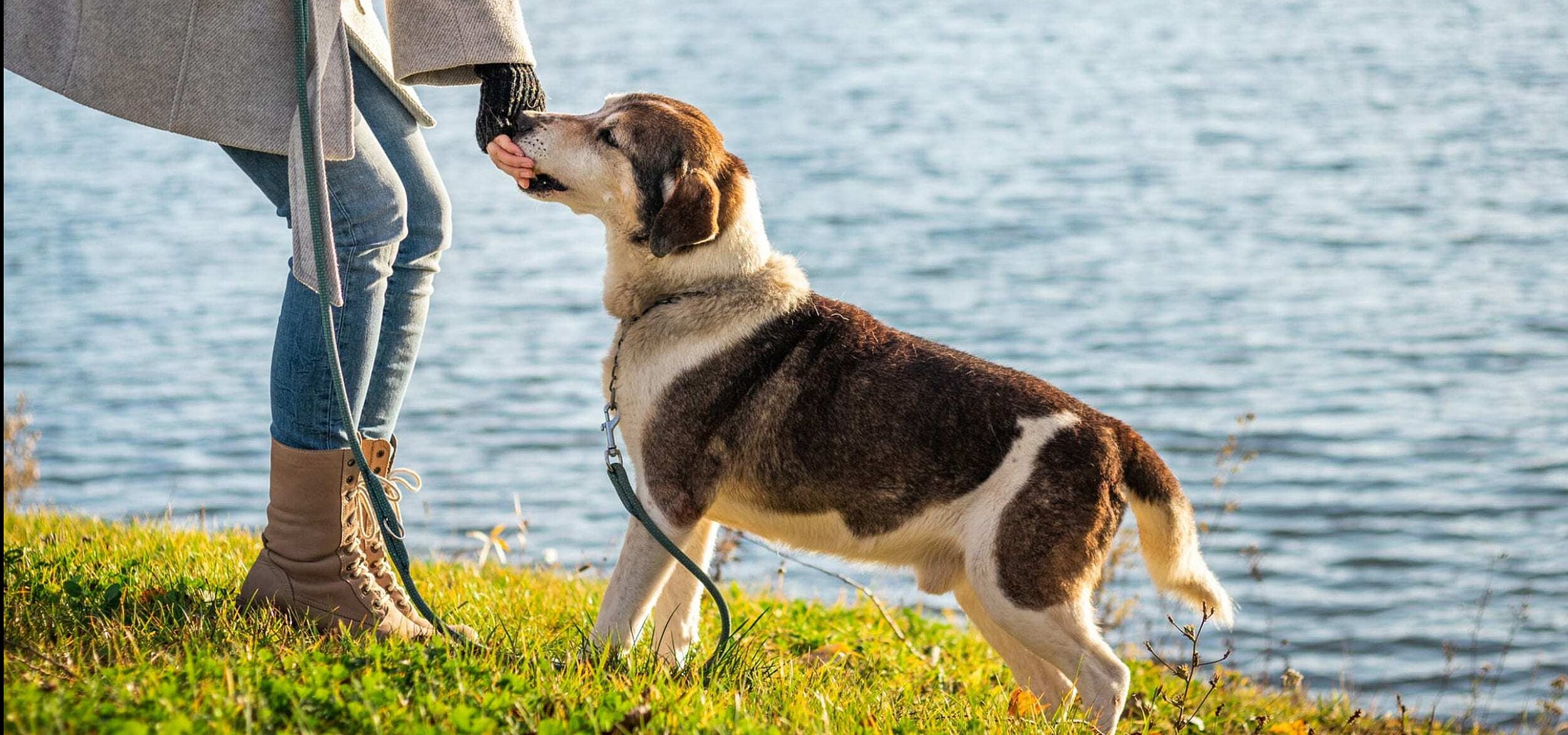 Serene lakeside scene with a woman in a cozy coat feeding a friendly dog on a grassy shoreline, perfect for outdoor enthusiasts.