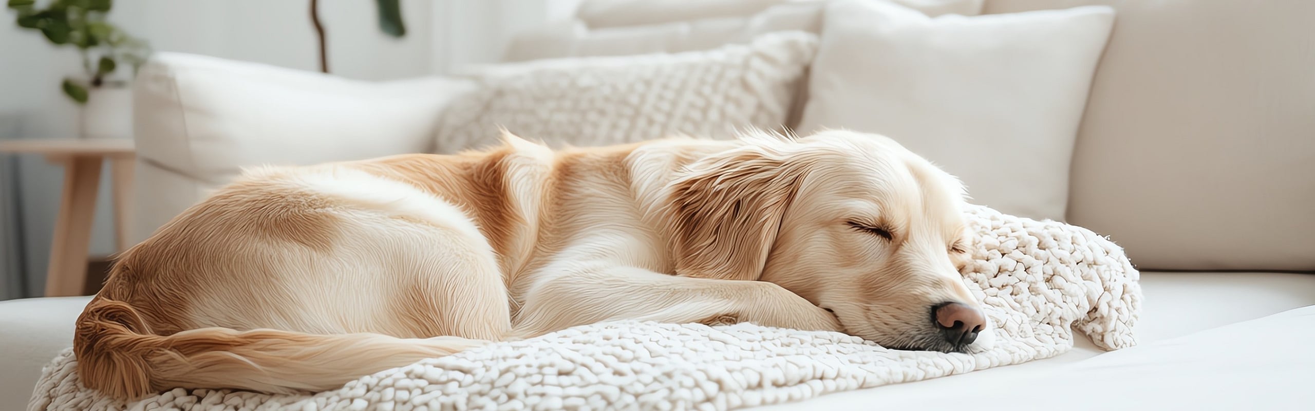 Cozy living room with a serene golden retriever napping on a plush, cream-colored sofa, enhanced by soft, natural lighting and elegant greenery.