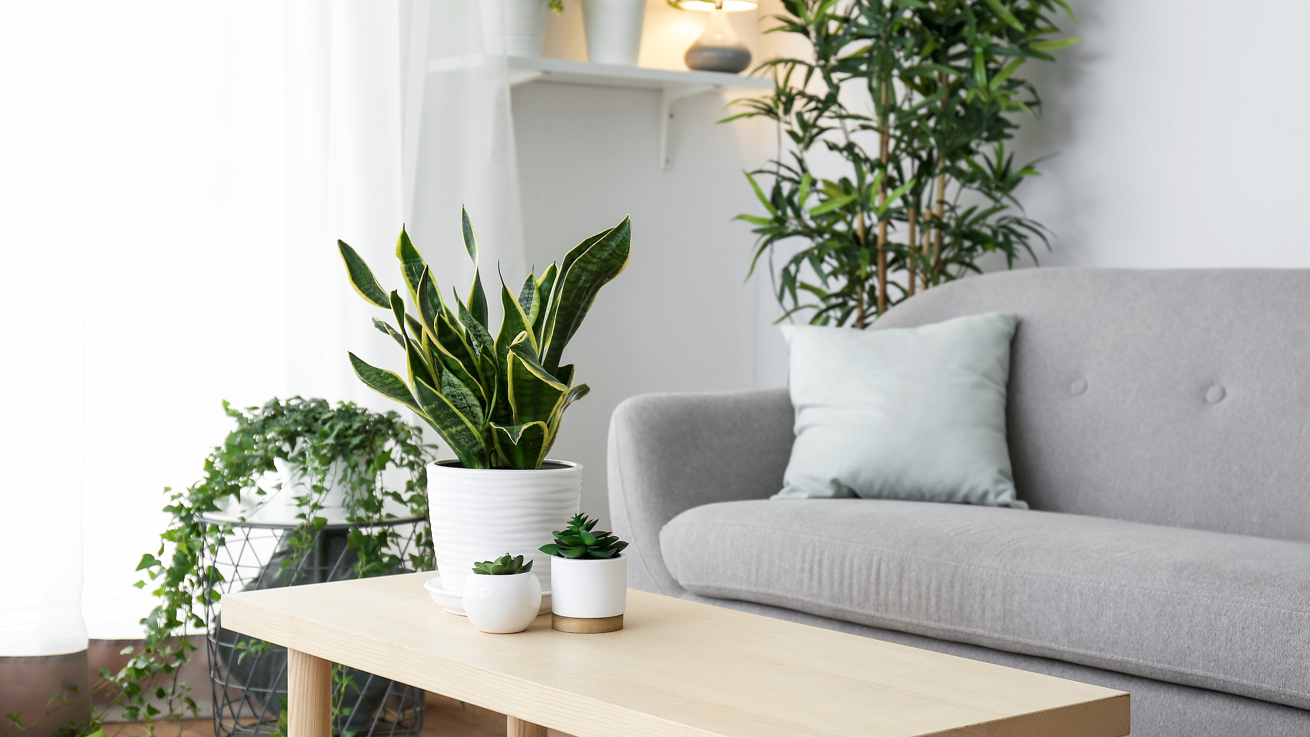 Inviting living room with elegant gray sofa, lush green plants, and a sleek wooden coffee table exuding calm and style.
