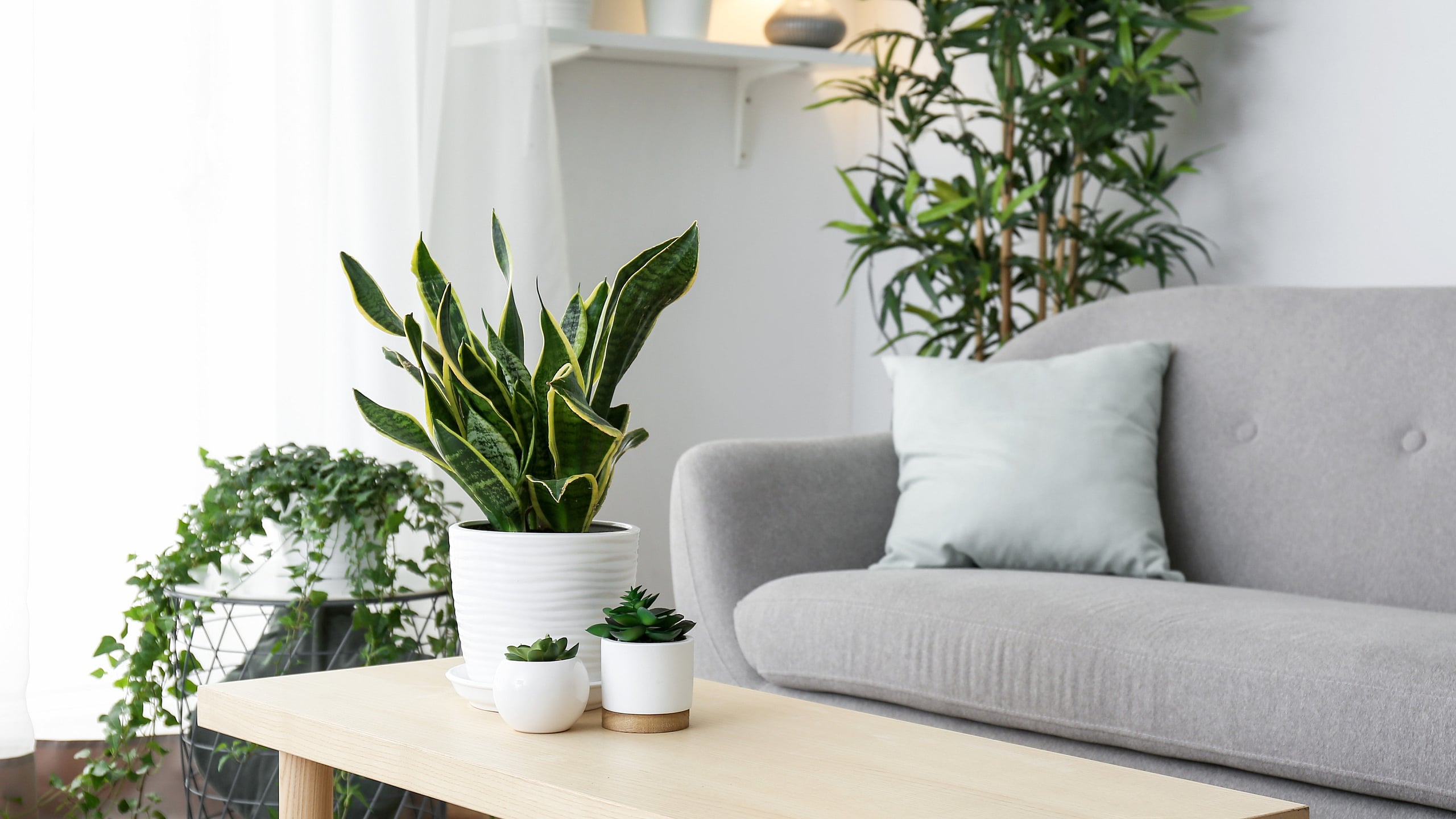 Inviting living room with modern grey sofa, elegant wooden coffee table, and vibrant green plants creating a serene atmosphere.