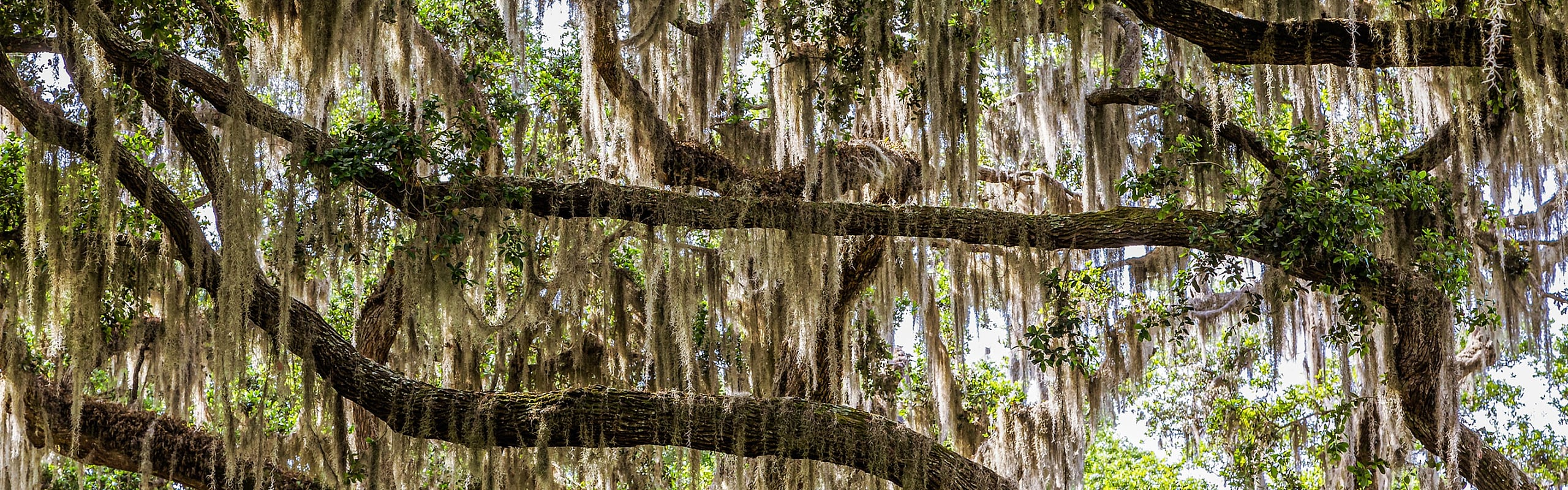 Spanish Moss