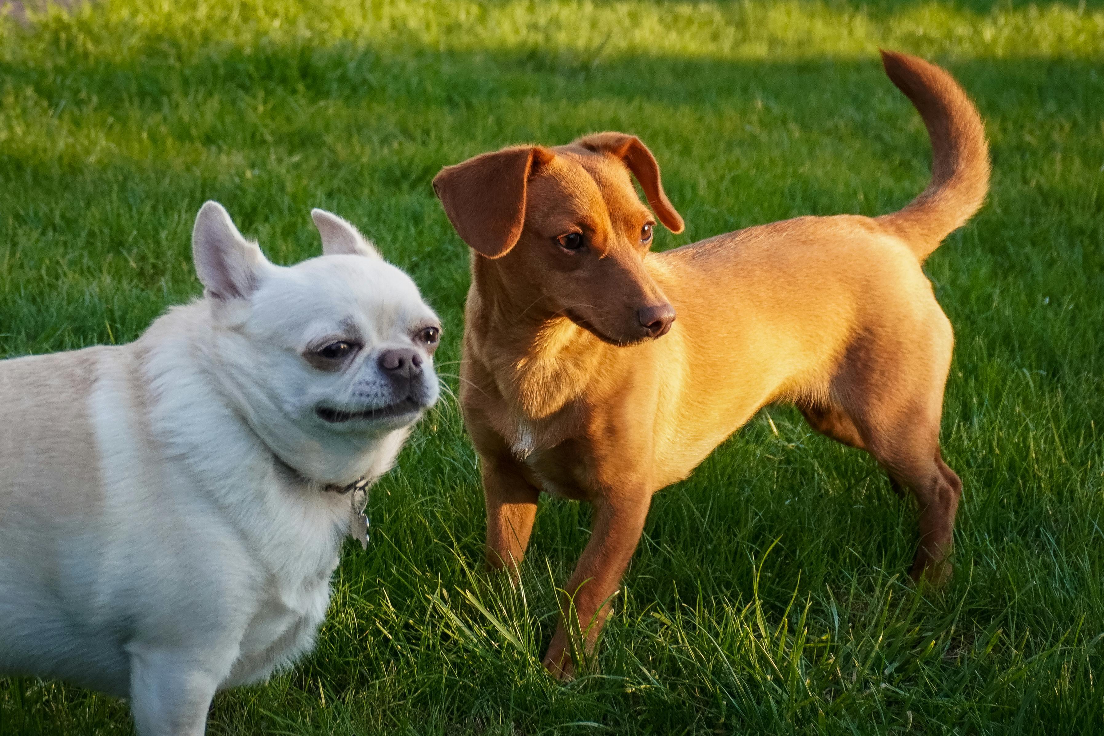 Pet amenities