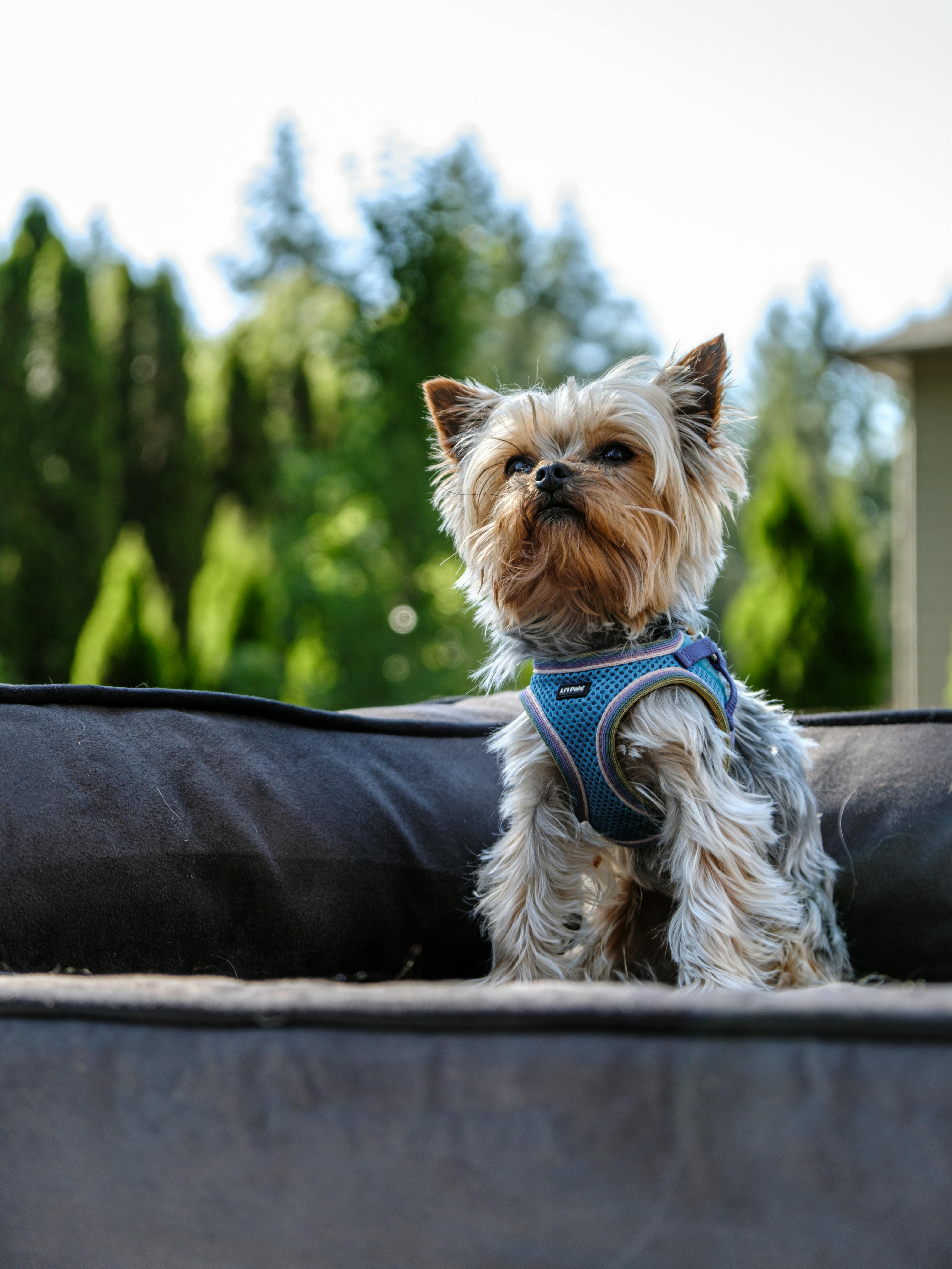 Pet-friendly community