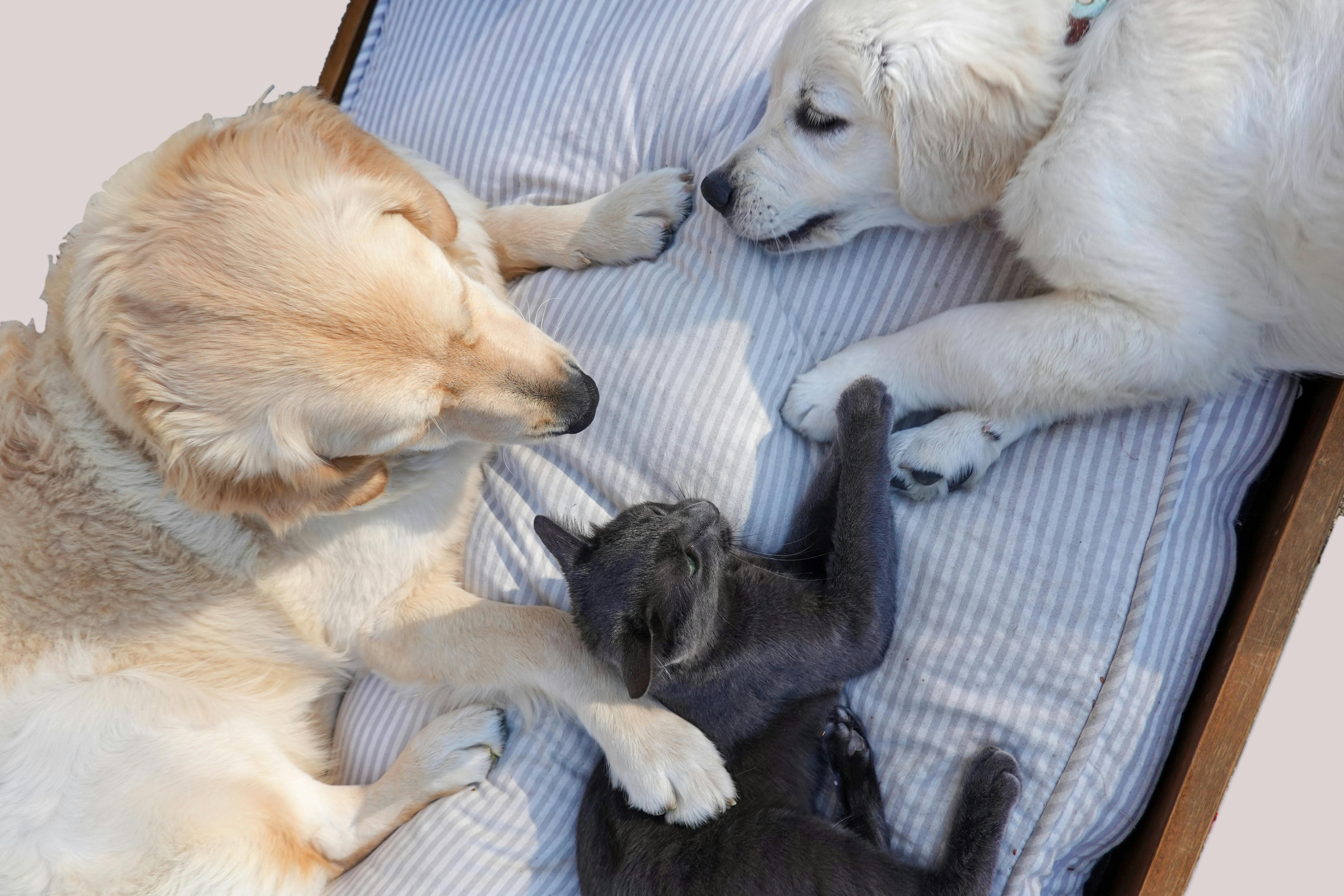Pet friendly apartment
