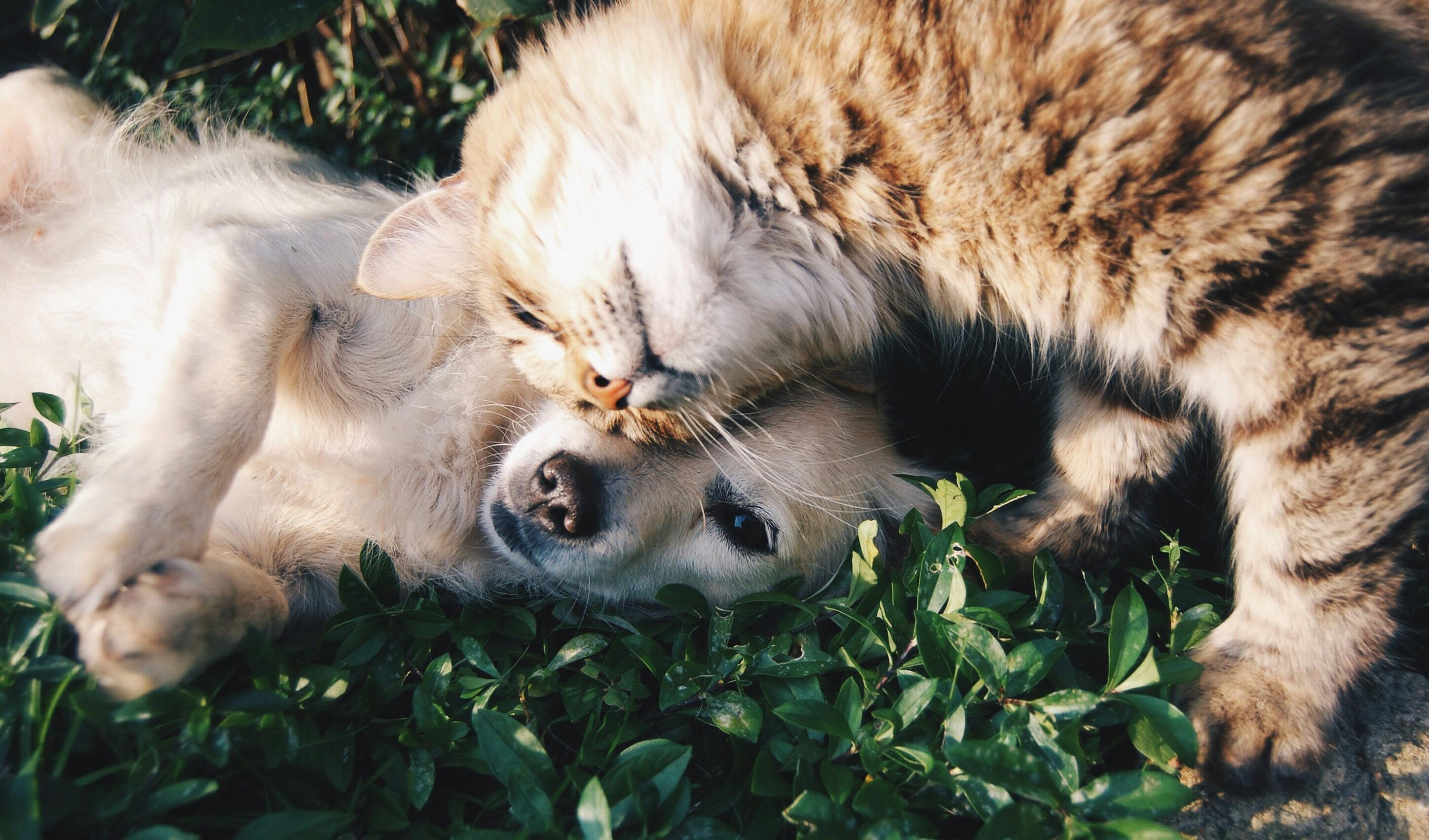 Pets Welcome at Bellevue Tower