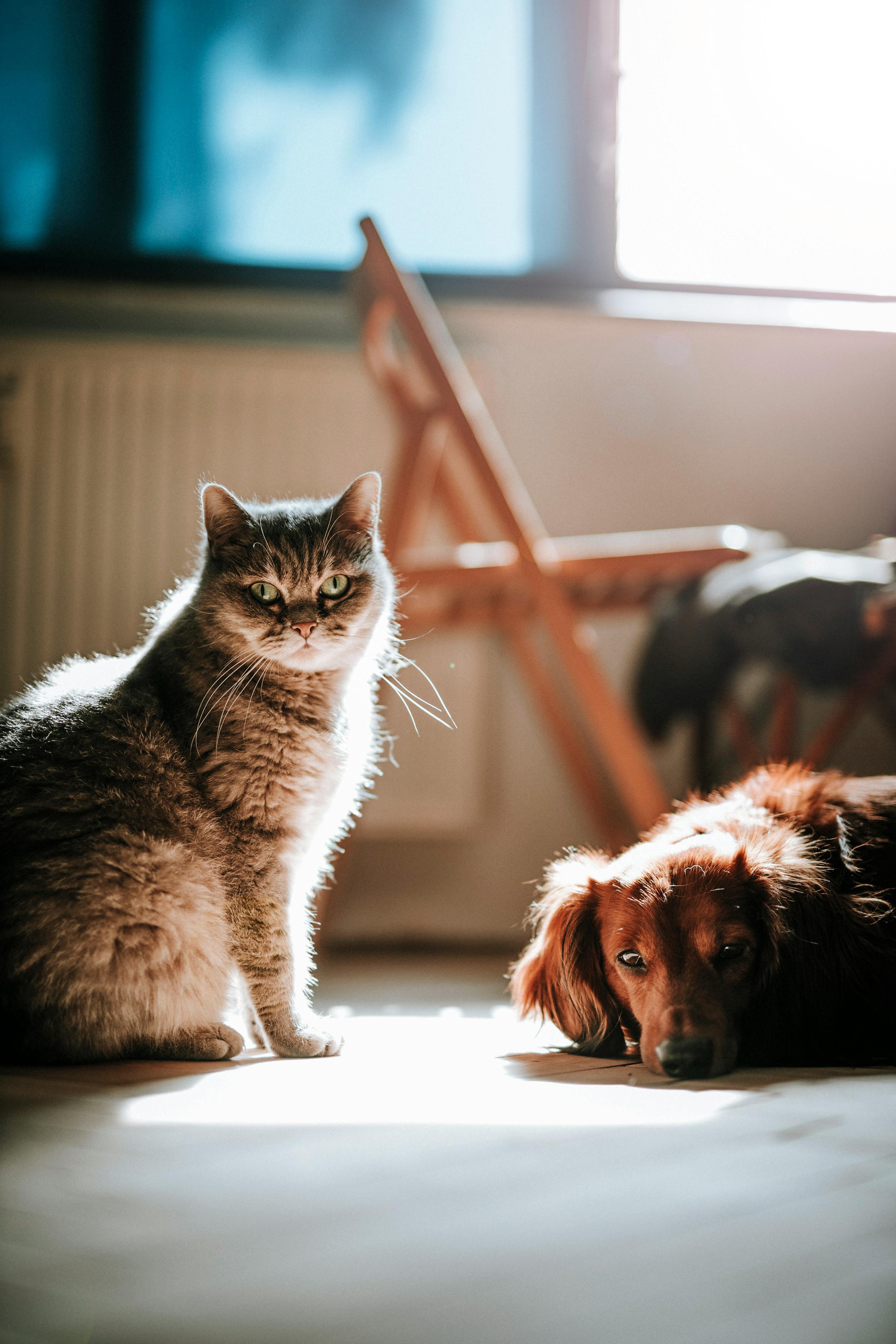Pantano Villas Pet Friendly Community