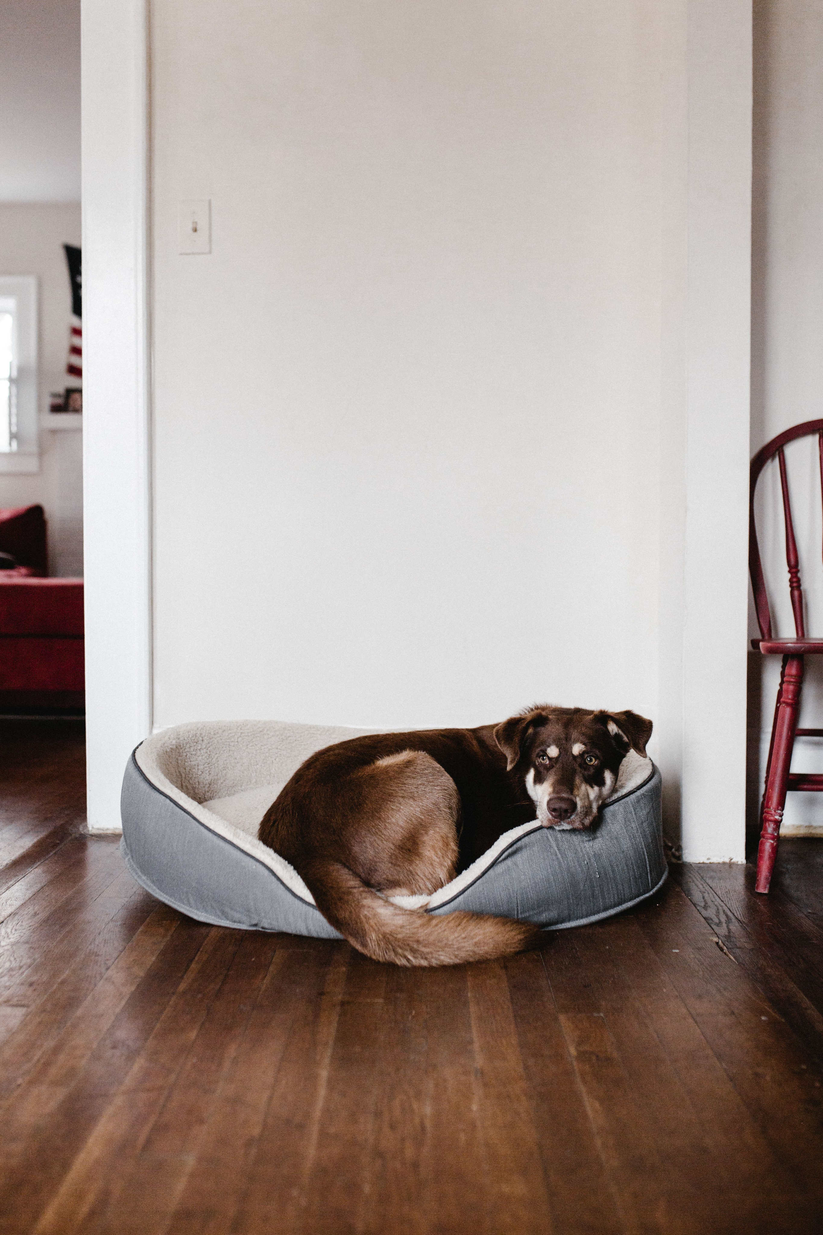 Pet Friendly Community