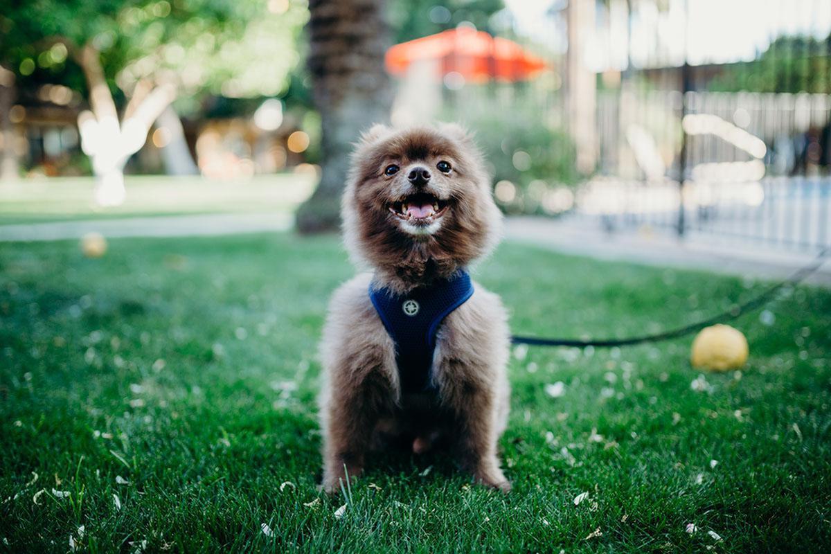 Pet Friendly Community