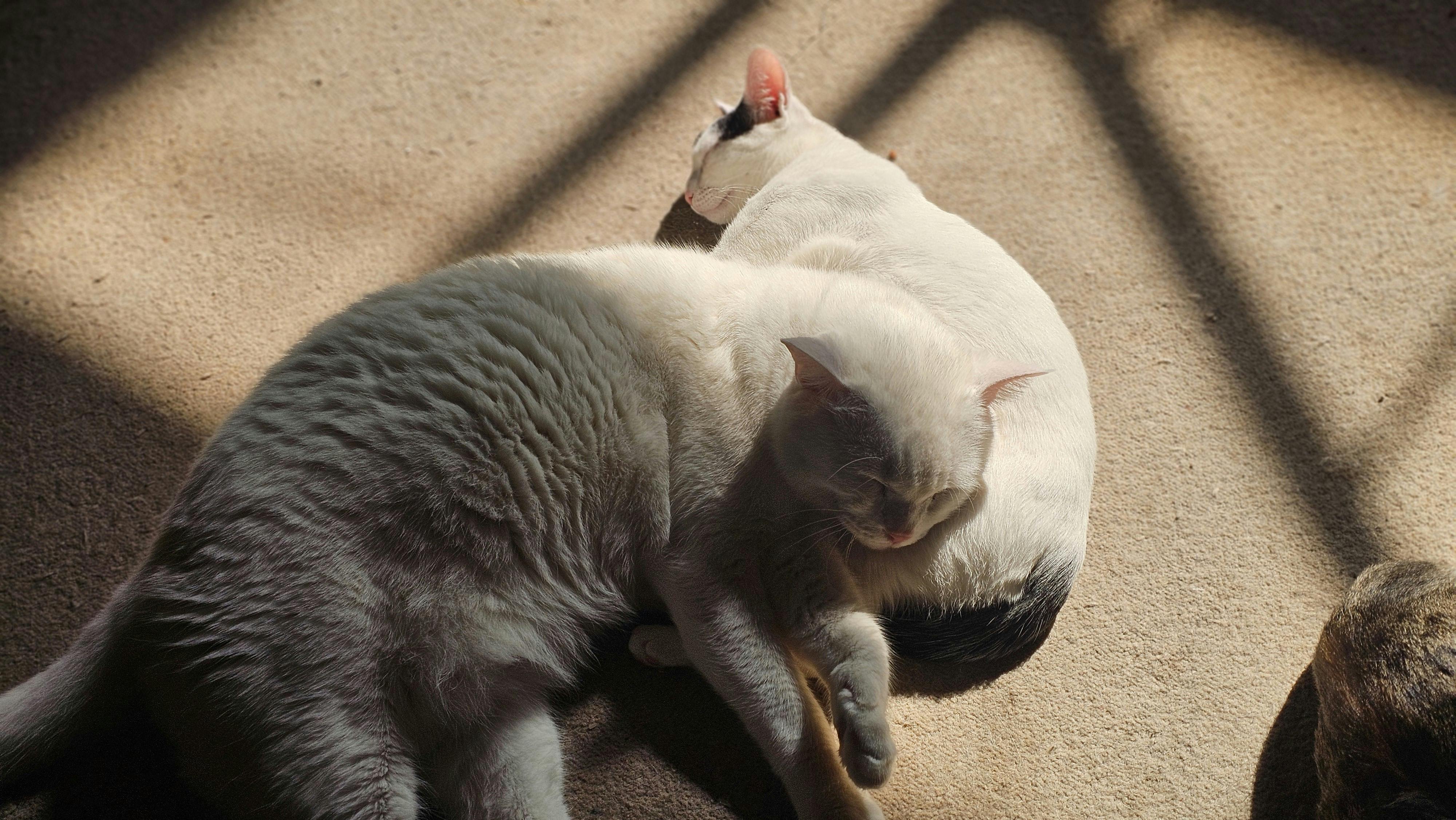 Pet Friendly Community