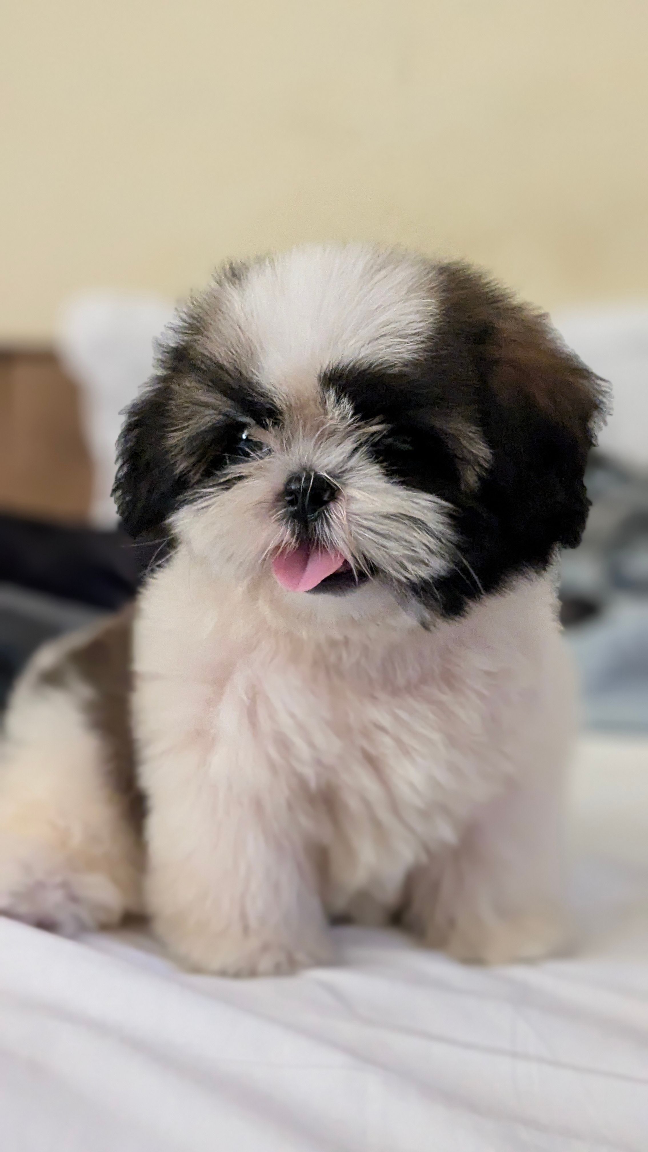 Pet Friendly Community