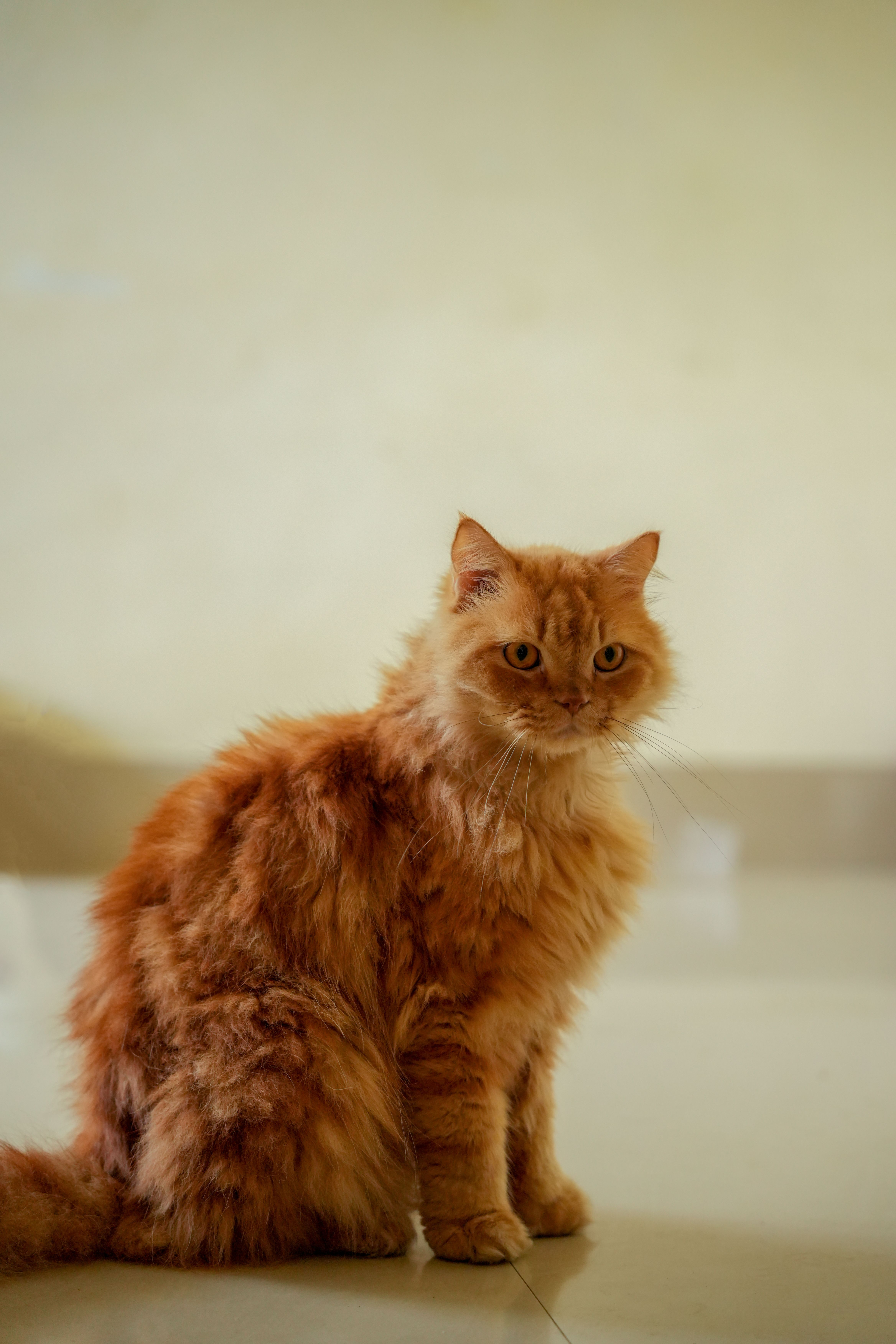 Copper Creek Pet Friendly Community