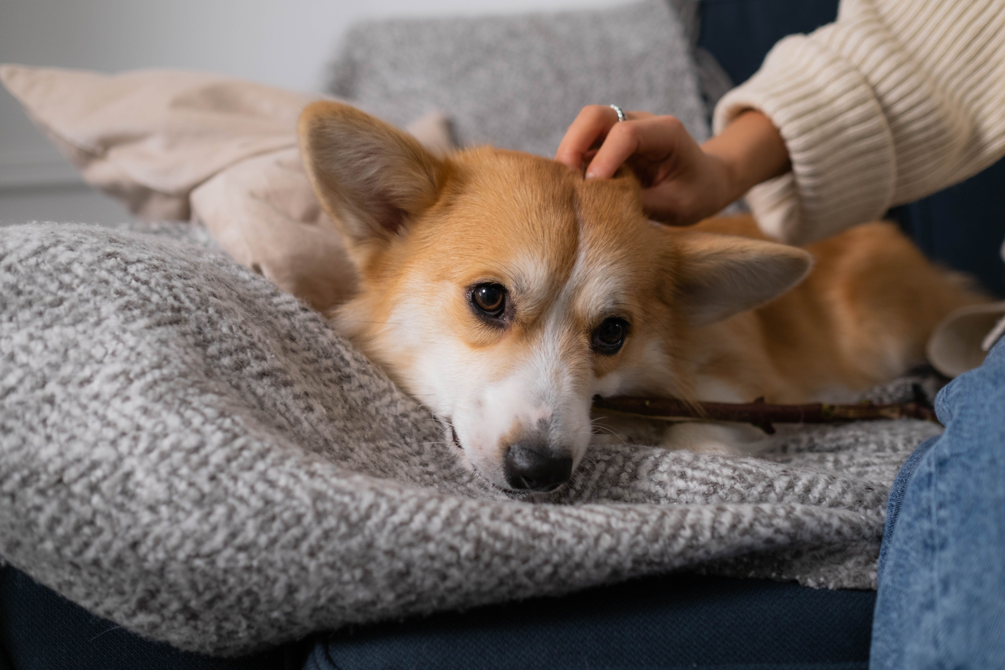 Pet Friendly Living at Broadmoor Apartments