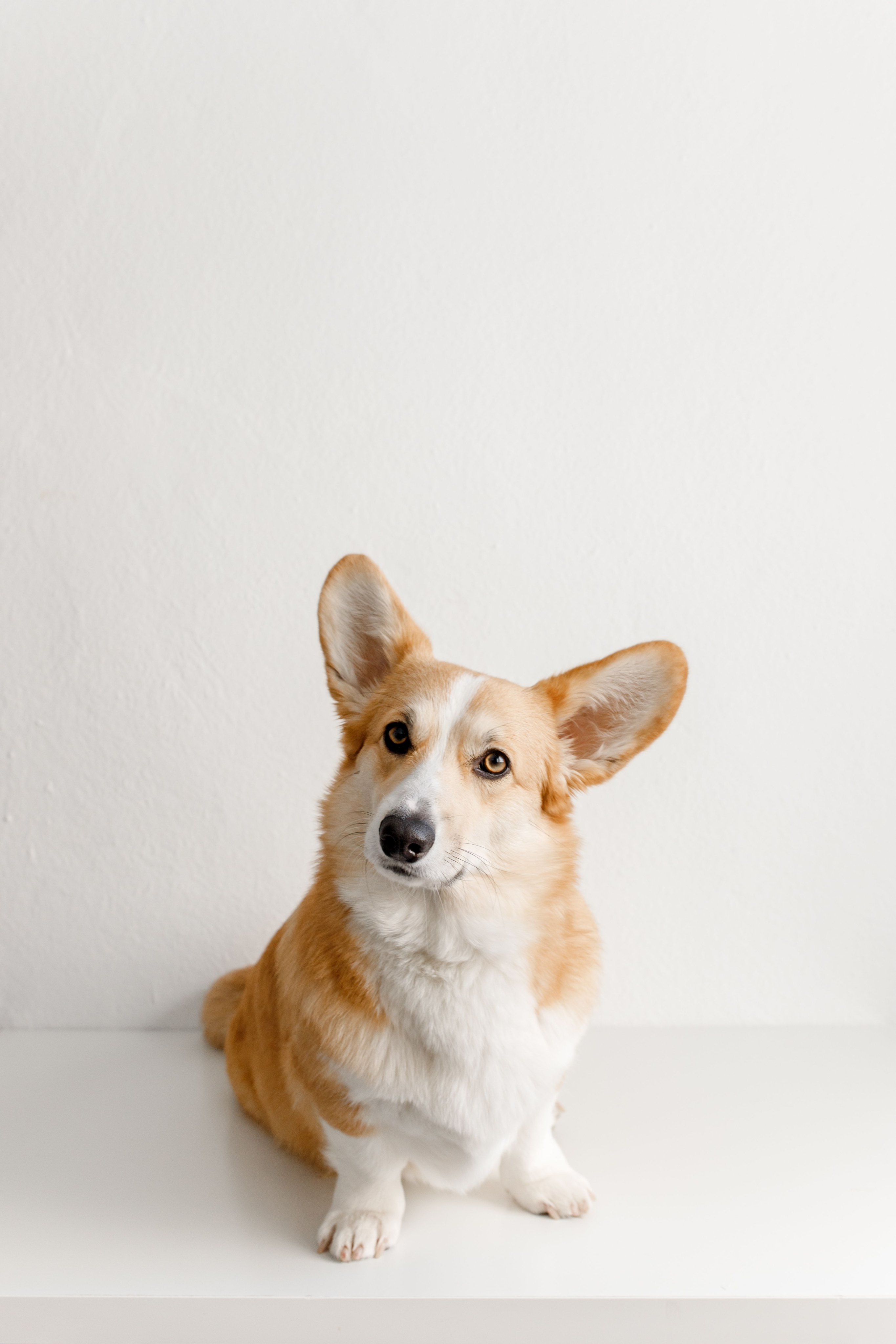 Pet Friendly Community