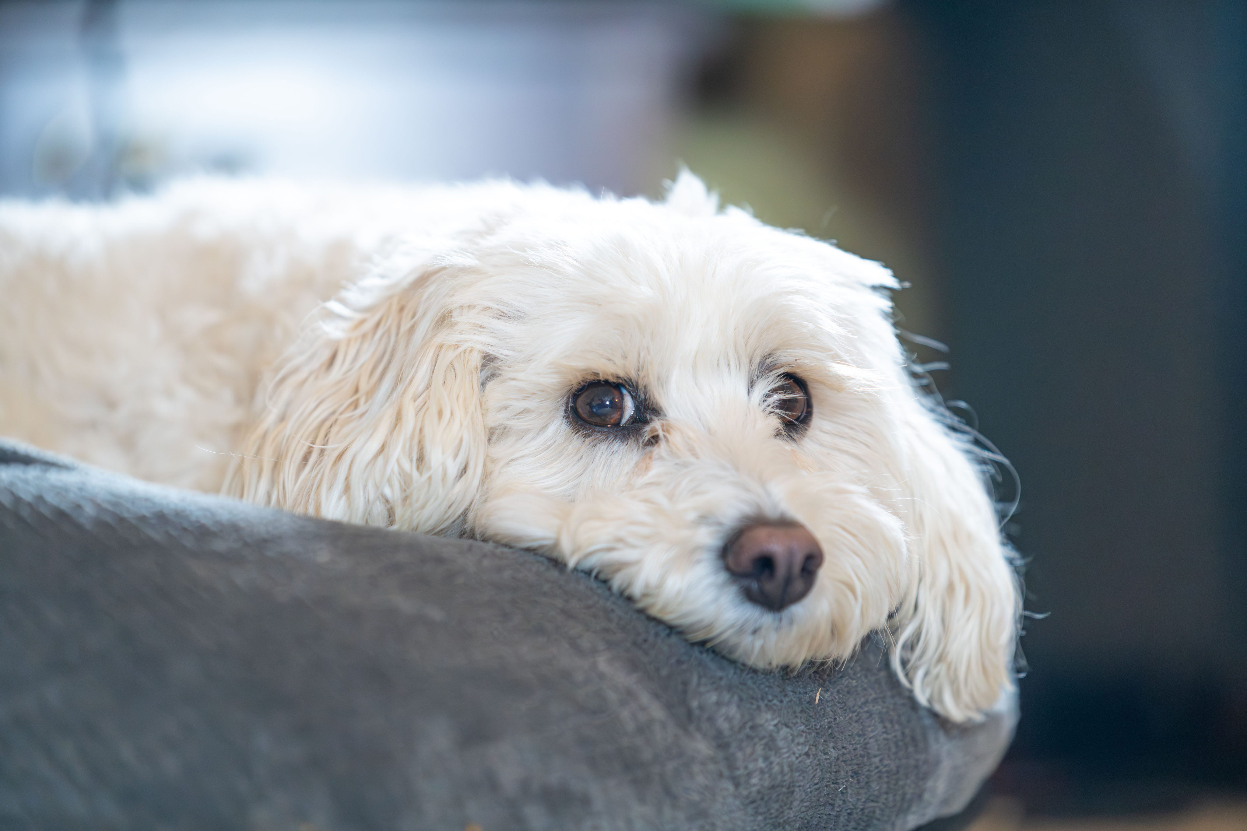 Pet Friendly Community