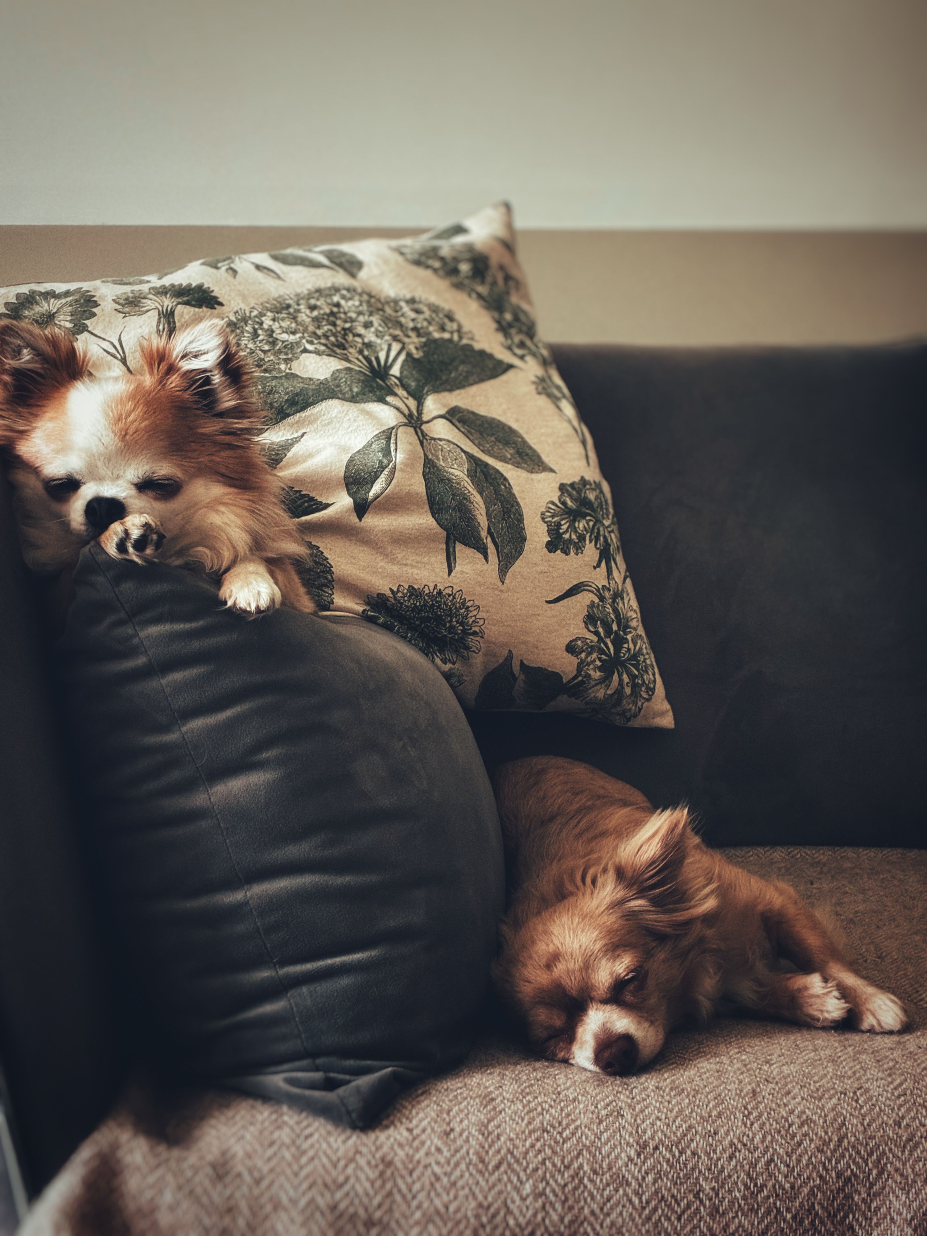 Pet Friendly Community