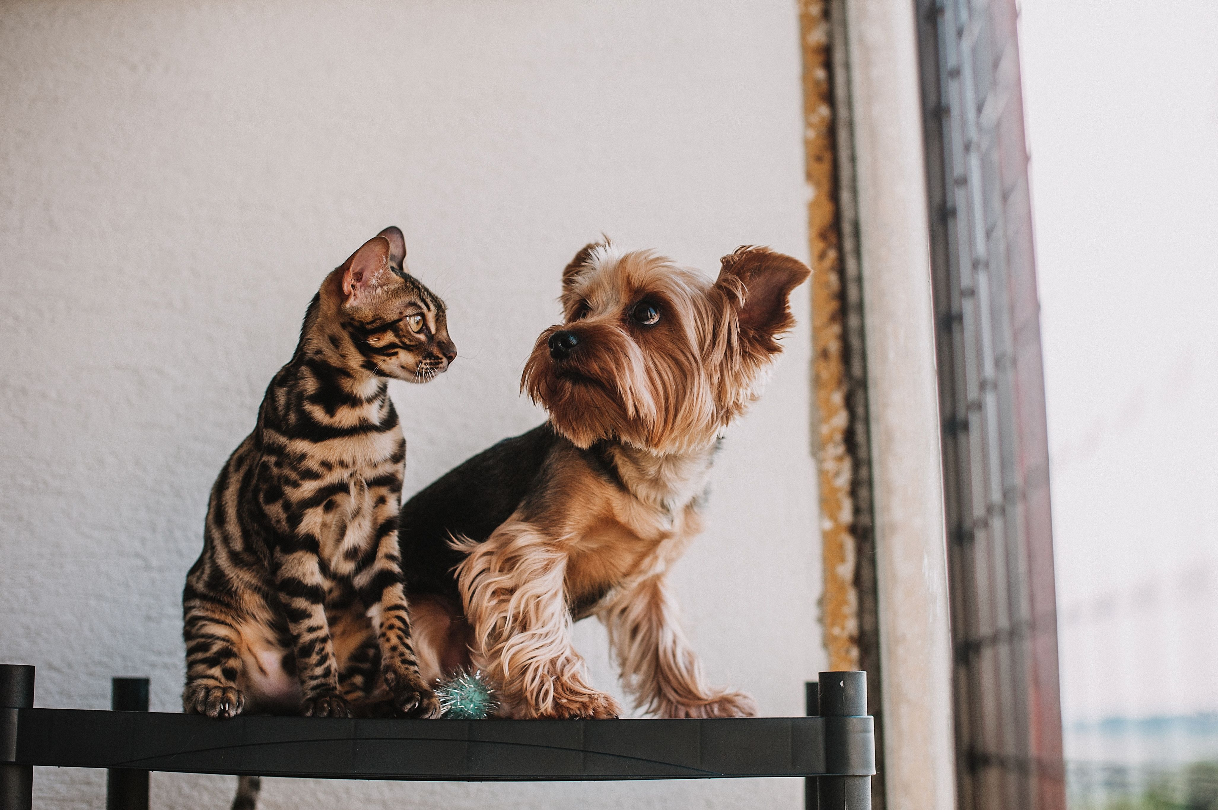 Pet Friendly Living