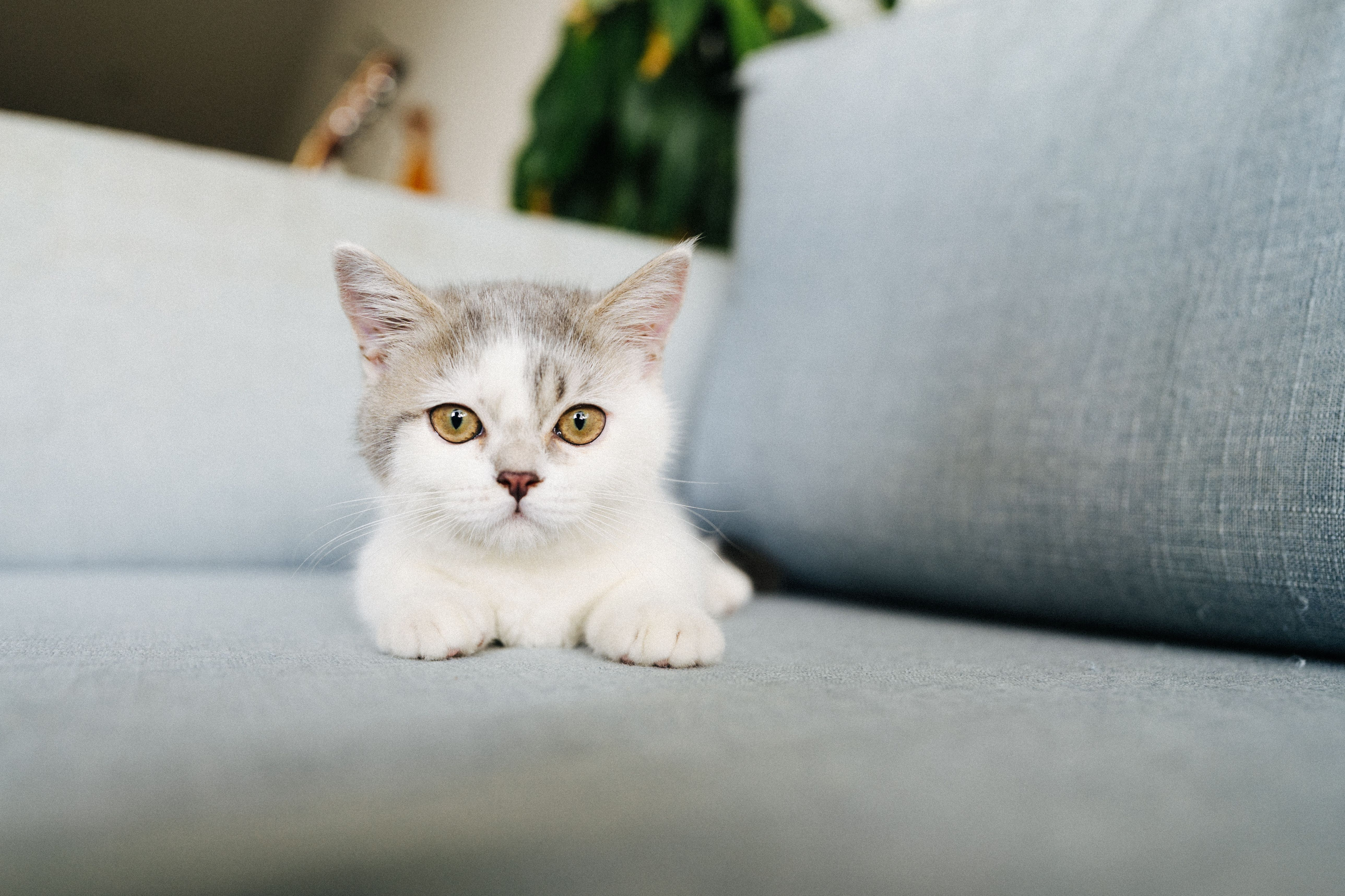 Pet Friendly Community