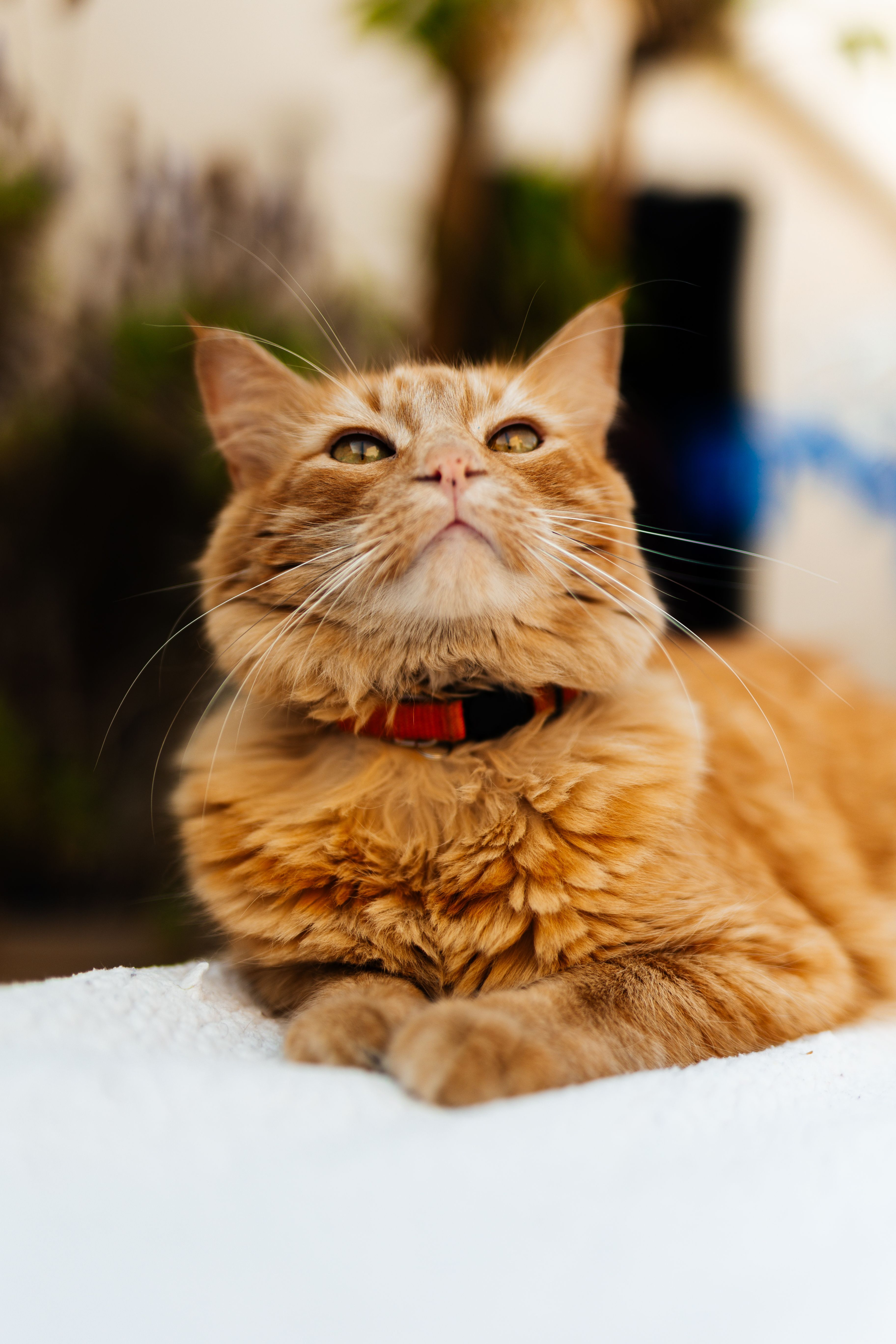 Pet friendly apartment community