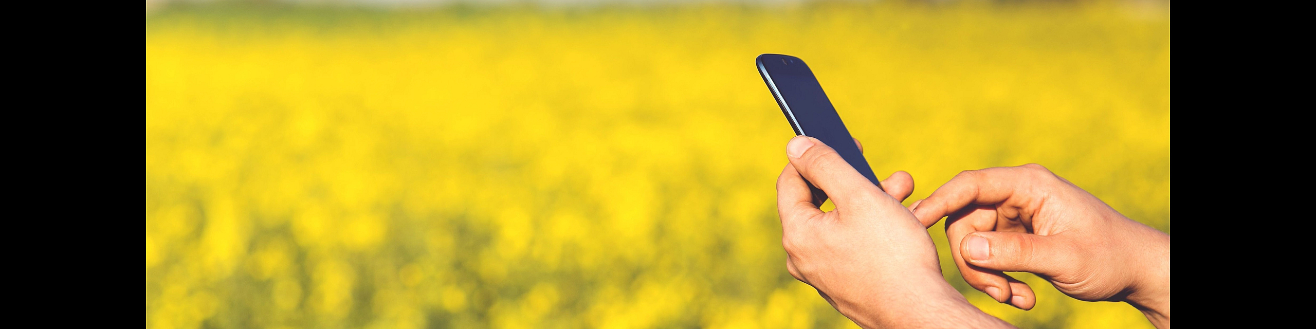 Hands holding a smartphone against a vibrant yellow flower field, capturing a moment of serene beauty.