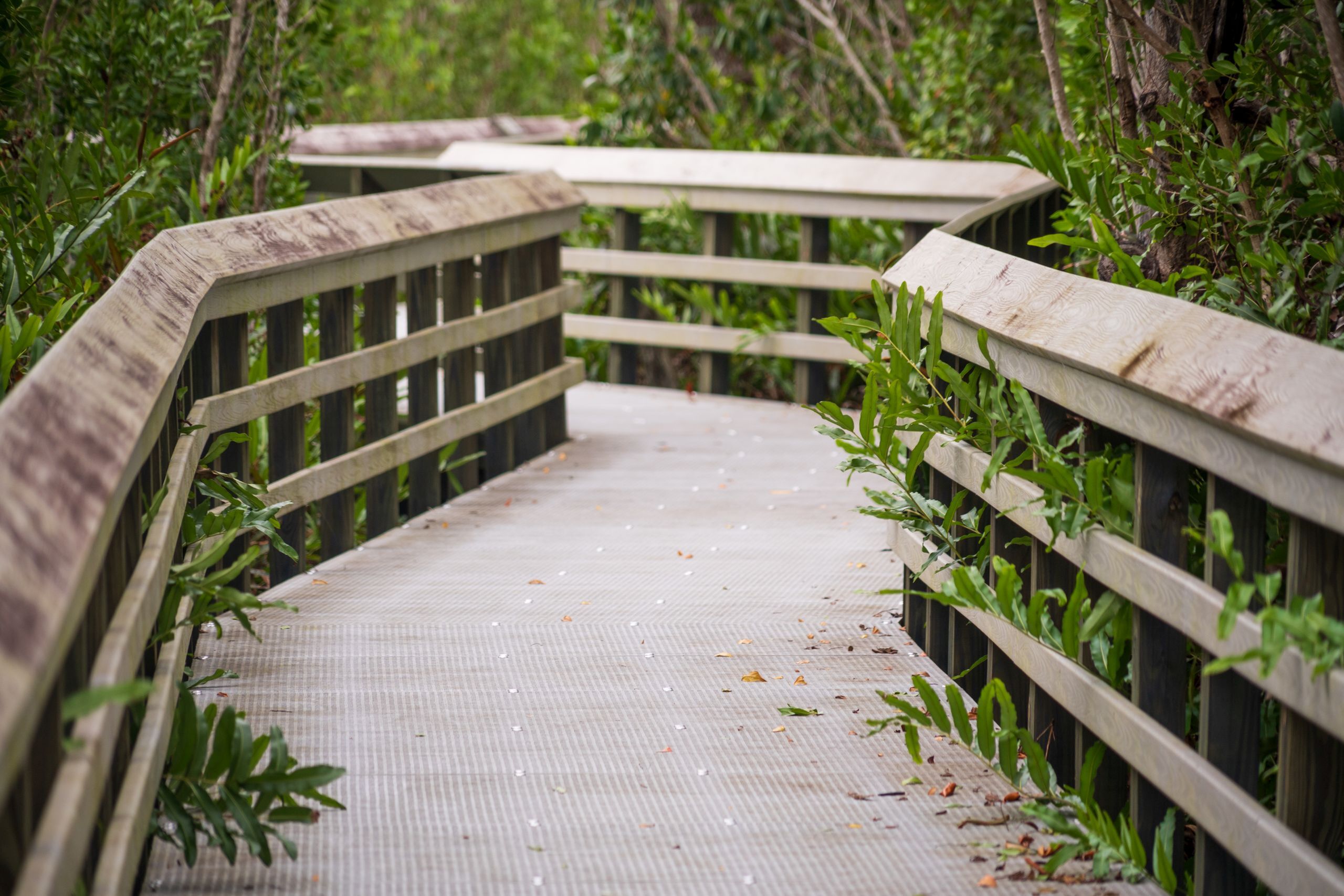Nature trails at Venetian Bay