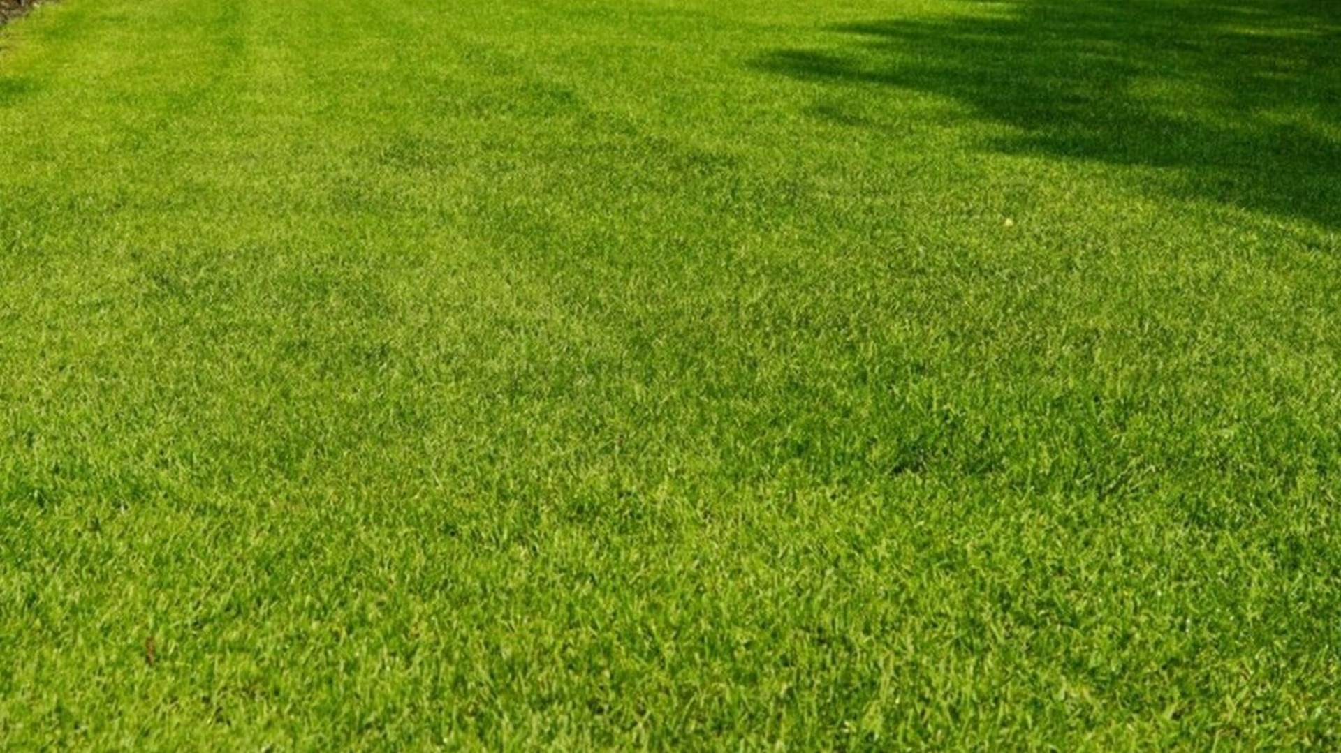 Grass