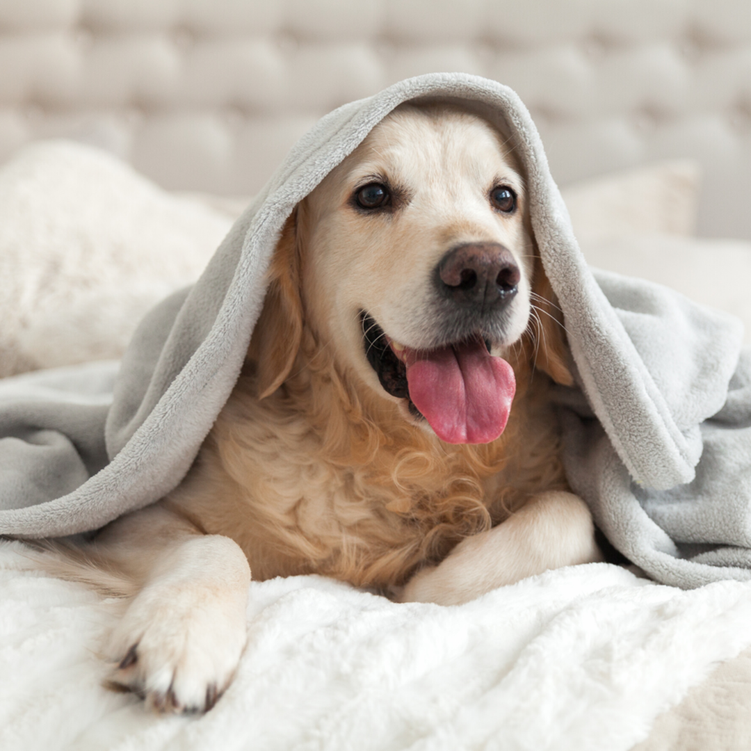Golden retriever shop apartment dog