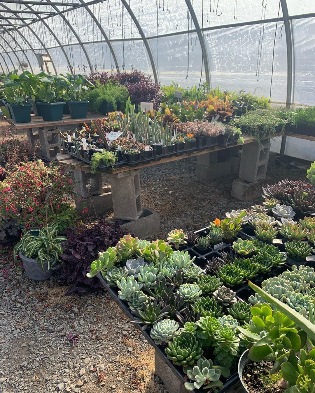 Plant Nurseries in Vancouver WA