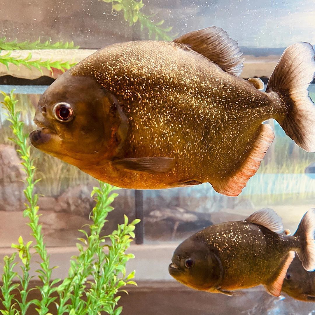 Walk on the Wild Side at The Wildlife World Zoo, Aquarium and ...
