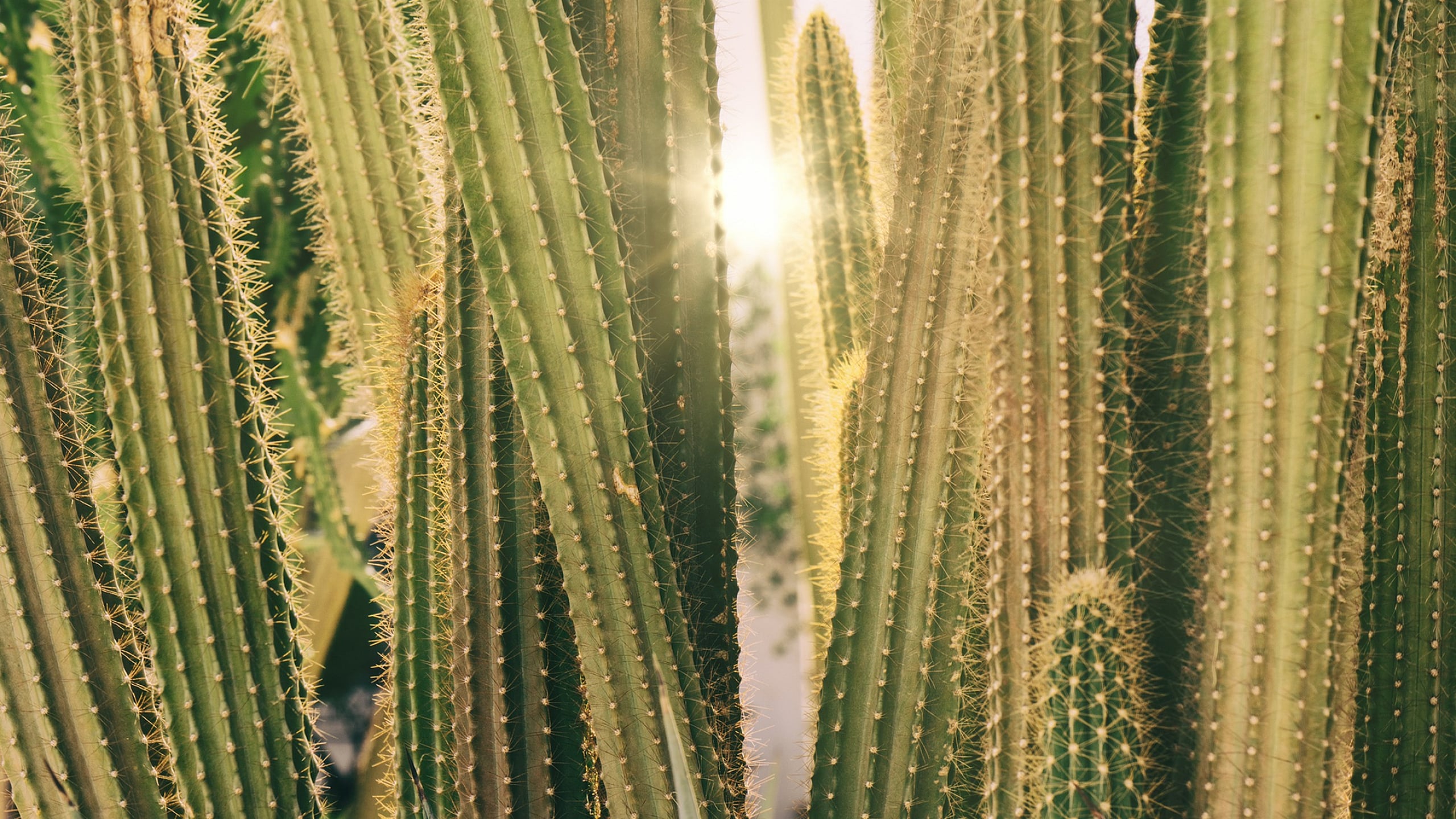 Vibrant close-up of tall cacti basking in warm sunlight, showcasing natural desert beauty.