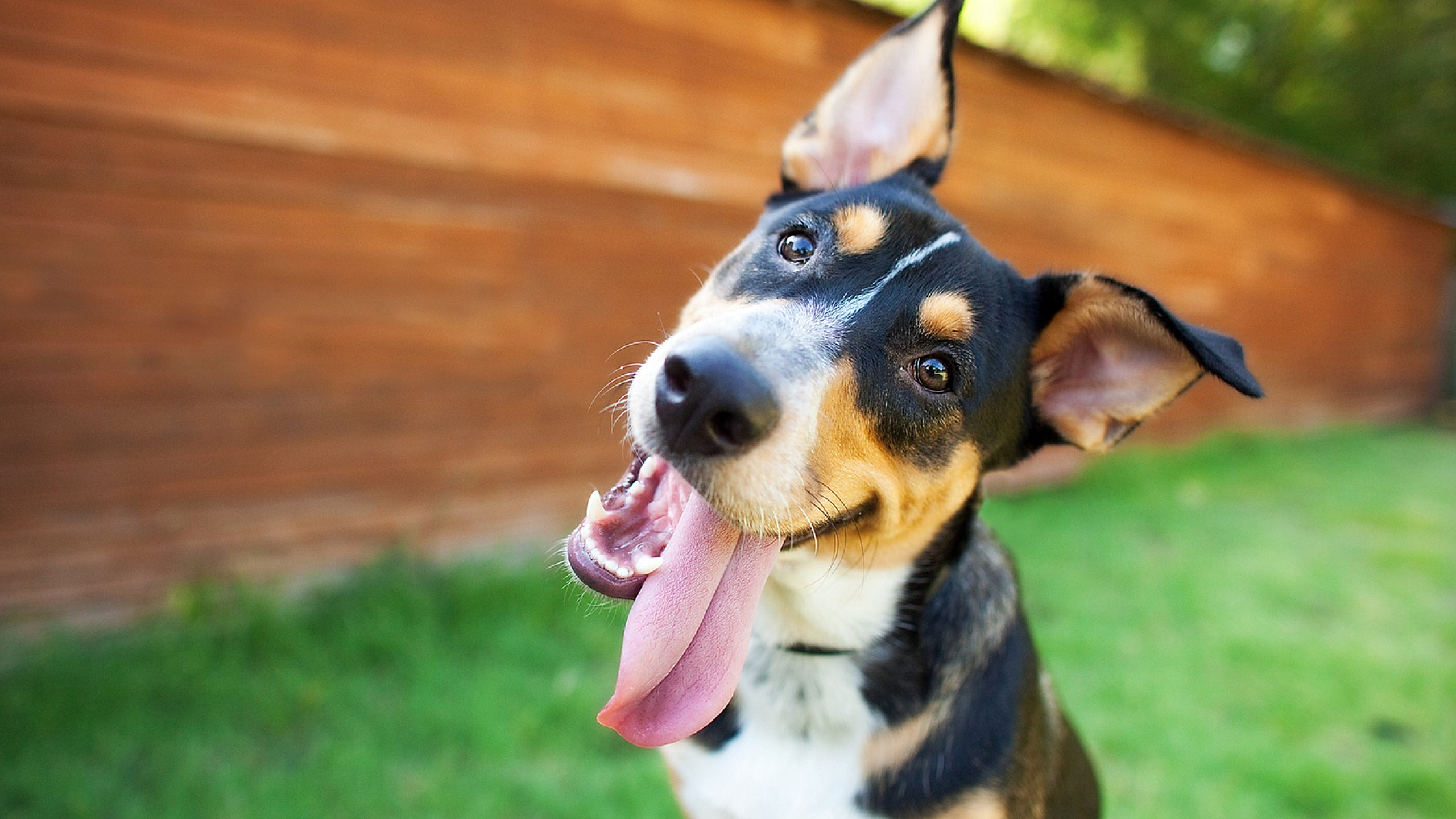Adorable dog with a playful expression, tongue out in a sunny backyard with lush green grass and a wooden fence.