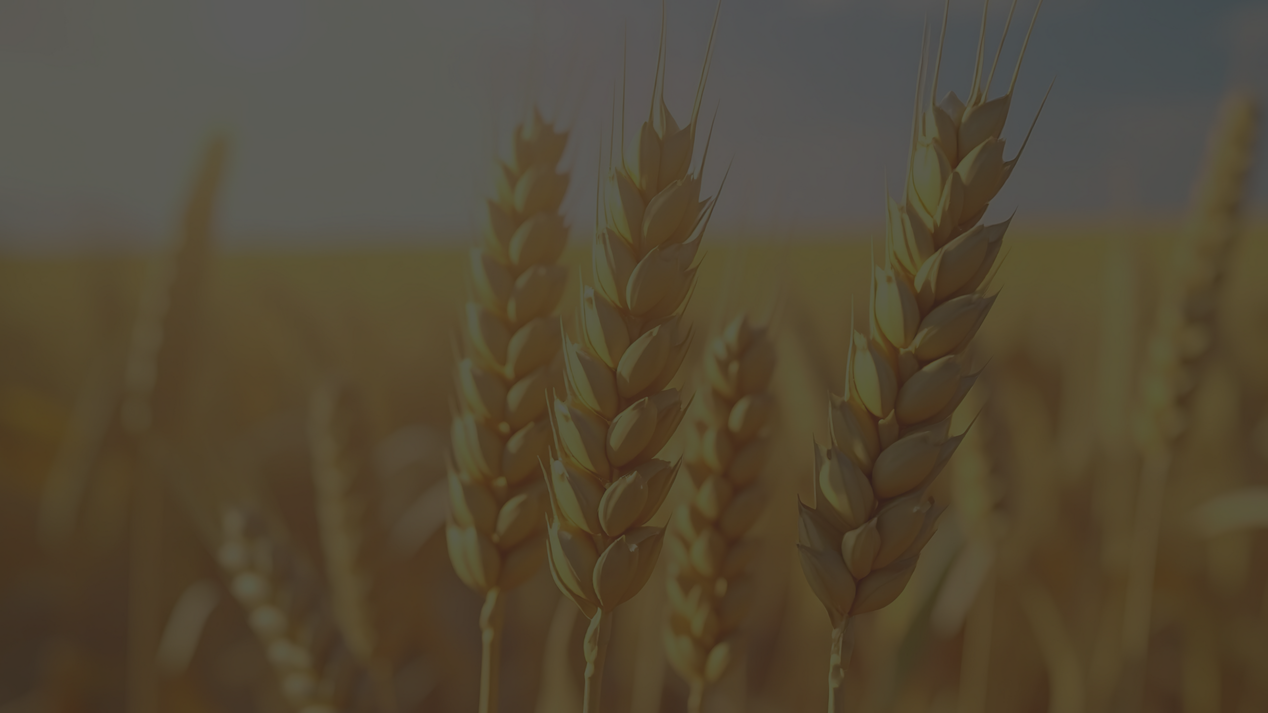 Vibrant wheat field showcasing golden spikes under a clear blue sky.