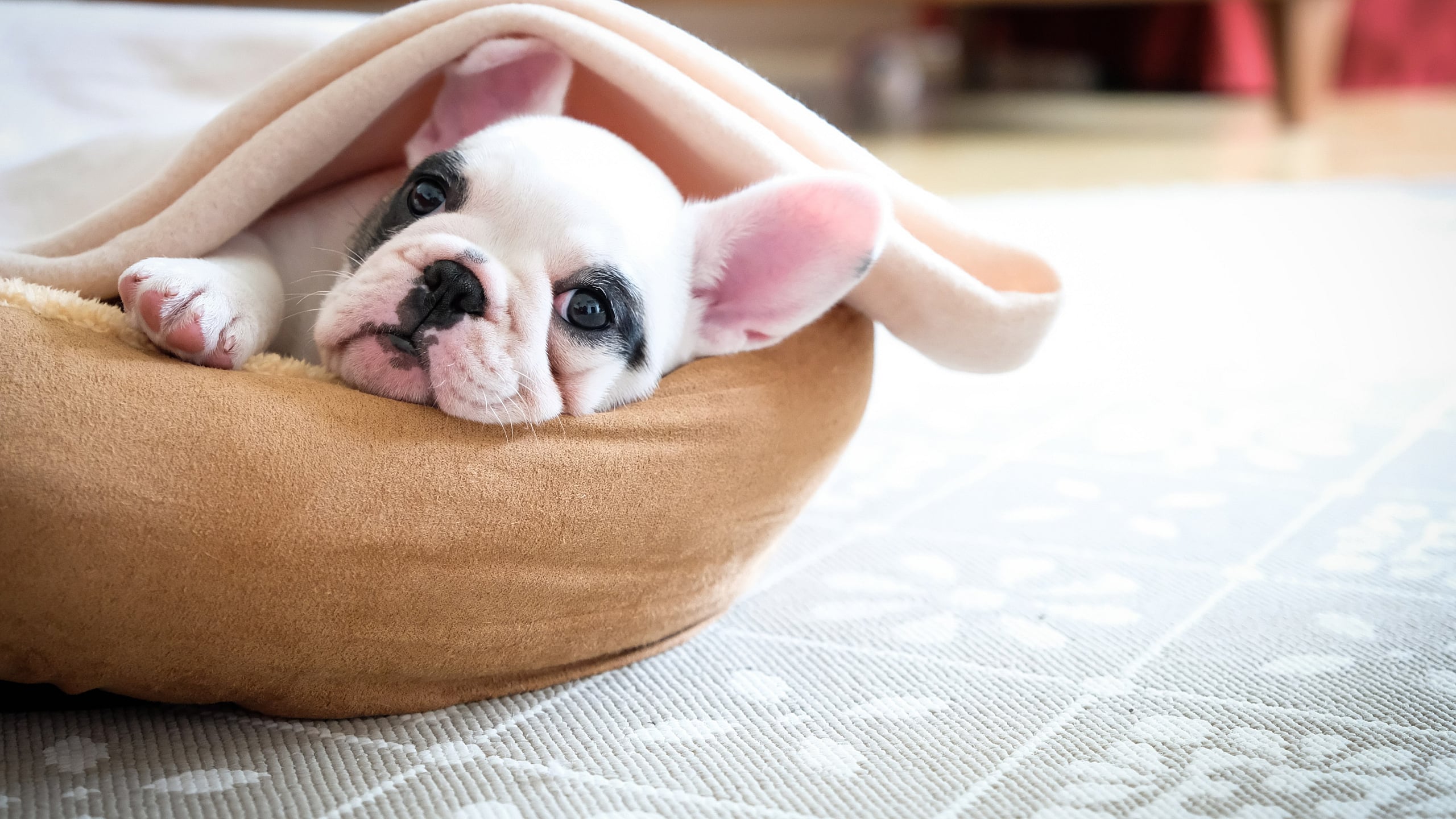 Adorable puppy snuggled in a cozy blanket on a soft, floral-patterned rug, exuding warmth and comfort.