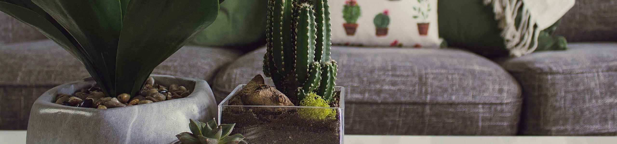 Chic living room adorned with lush green plants and a cozy sofa featuring vibrant cactus-themed pillows.