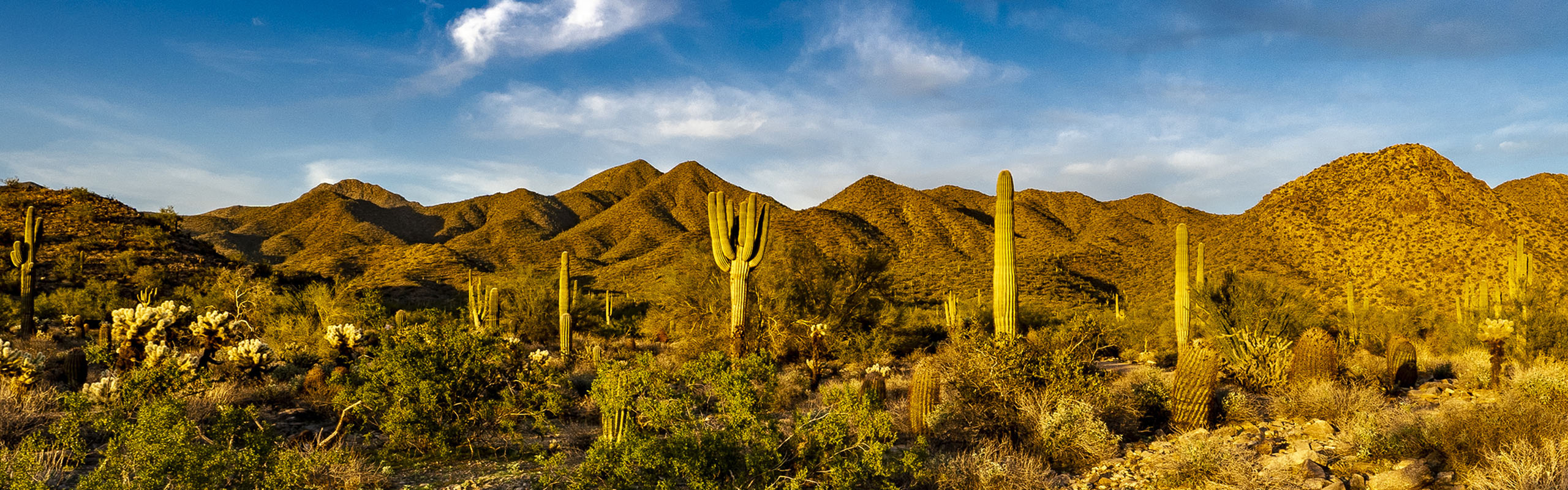 Captivating desert landscape with majestic mountains, vibrant greenery, and tall cacti under a bright blue sky.