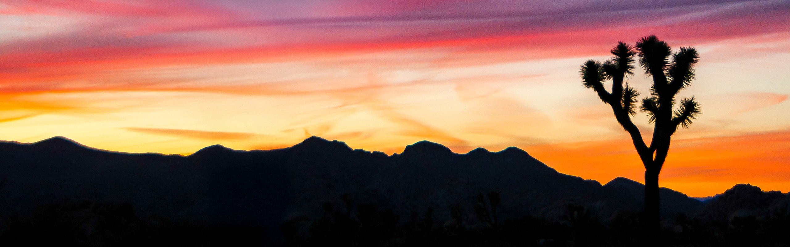 Breathtaking desert sunset with vibrant hues and a striking silhouette of a Joshua tree against the horizon.