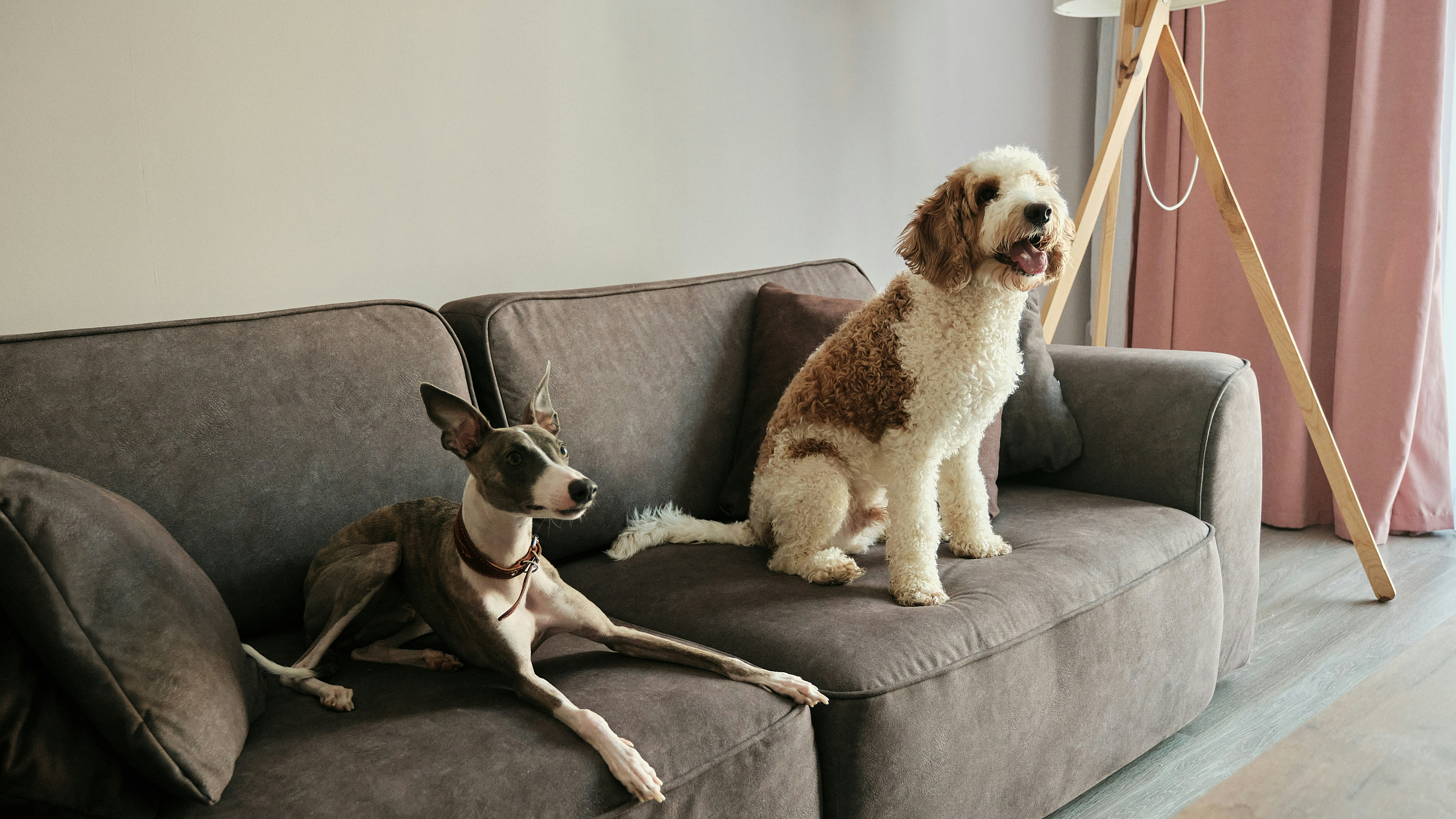 Chic living room with modern gray sofa and two adorable dogs, highlighted by elegant pink curtains and a stylish floor lamp.