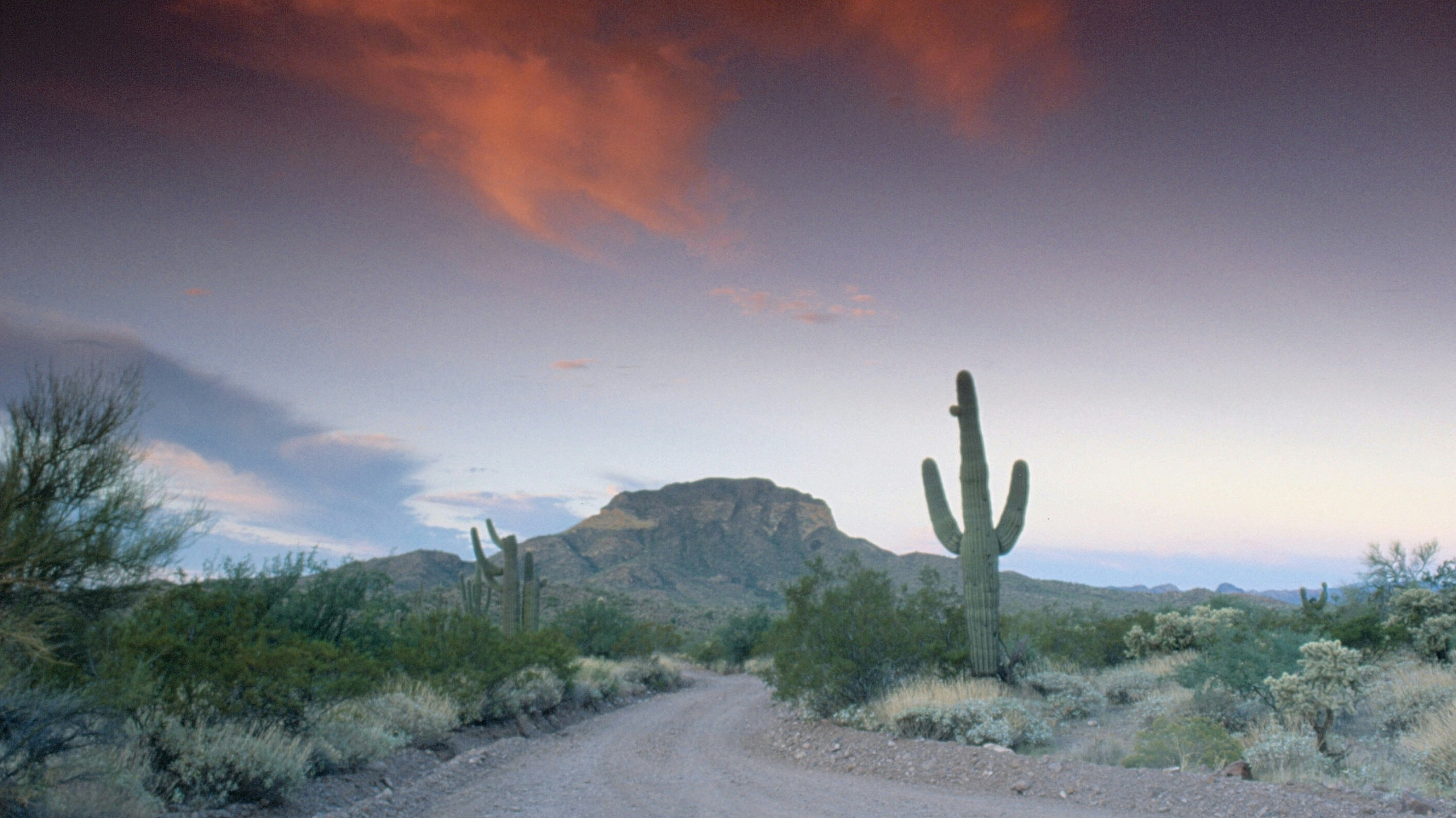 Captivating desert landscape with vibrant sunset sky, towering saguaro cacti, and rugged mountain backdrop.