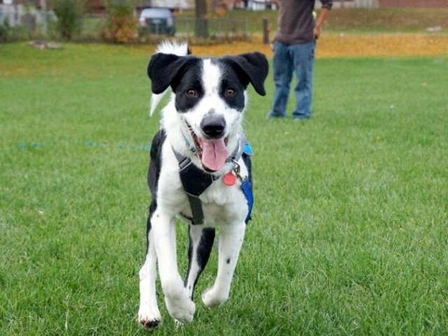IAMS Dog Park