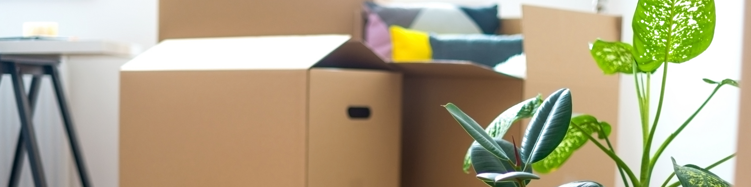 Bright and welcoming living space filled with green plants and neatly packed moving boxes, ready for a fresh start.