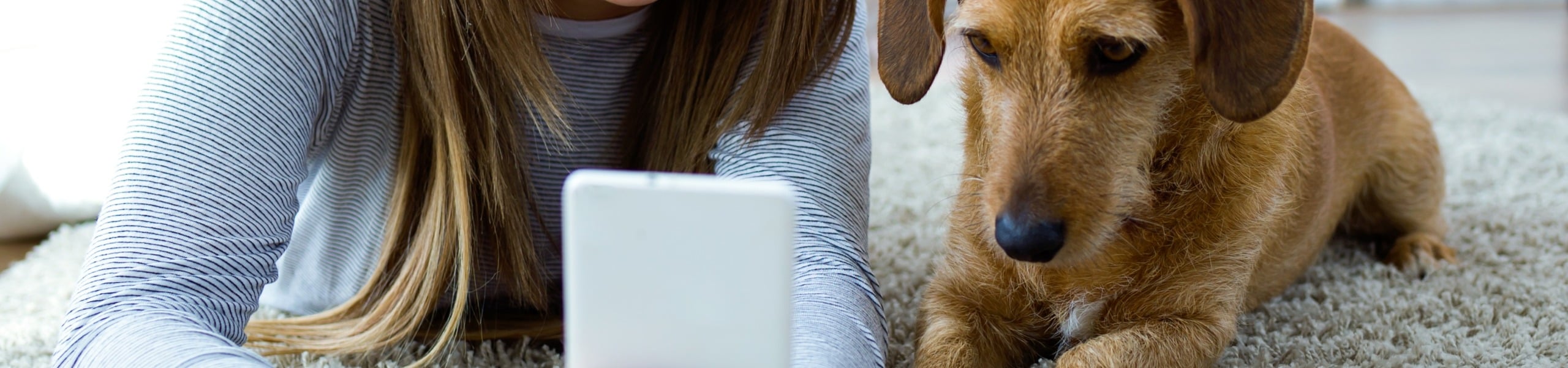 Dog Applying