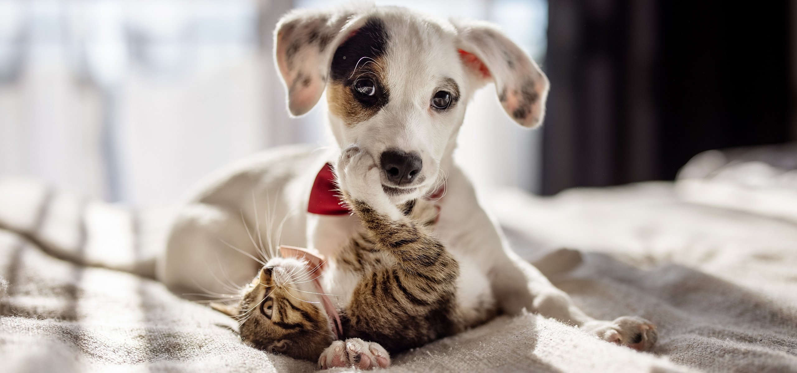 pic of dog and cat