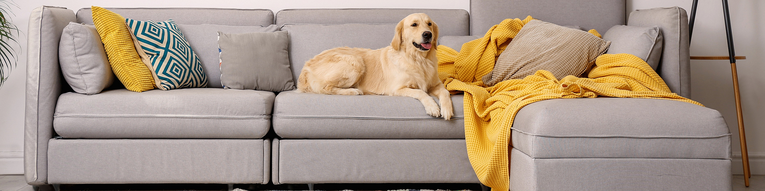 dog on couch