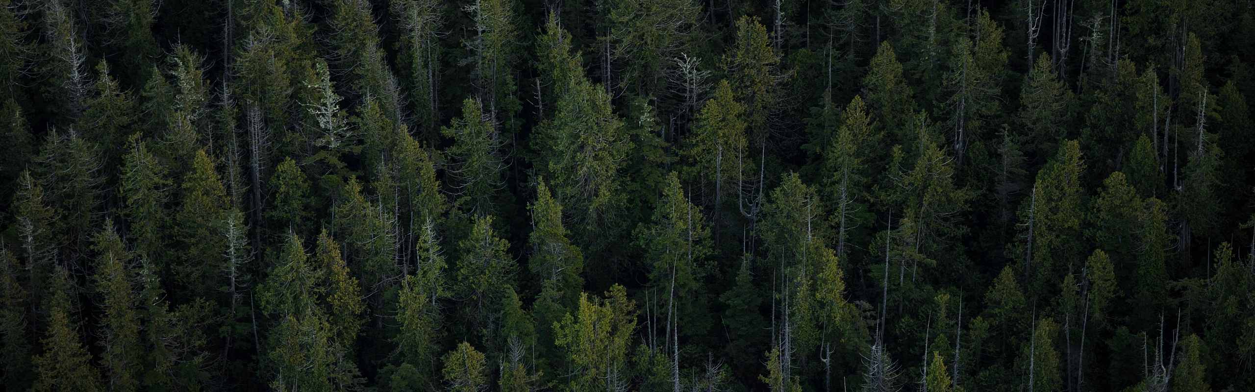 trees