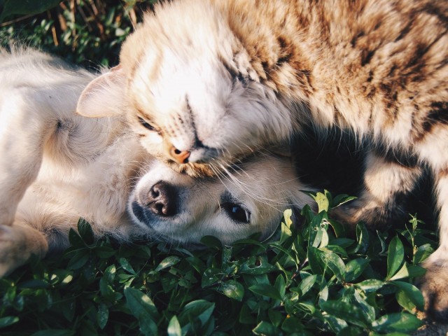 The Strand view of dog and cat lying in the grass