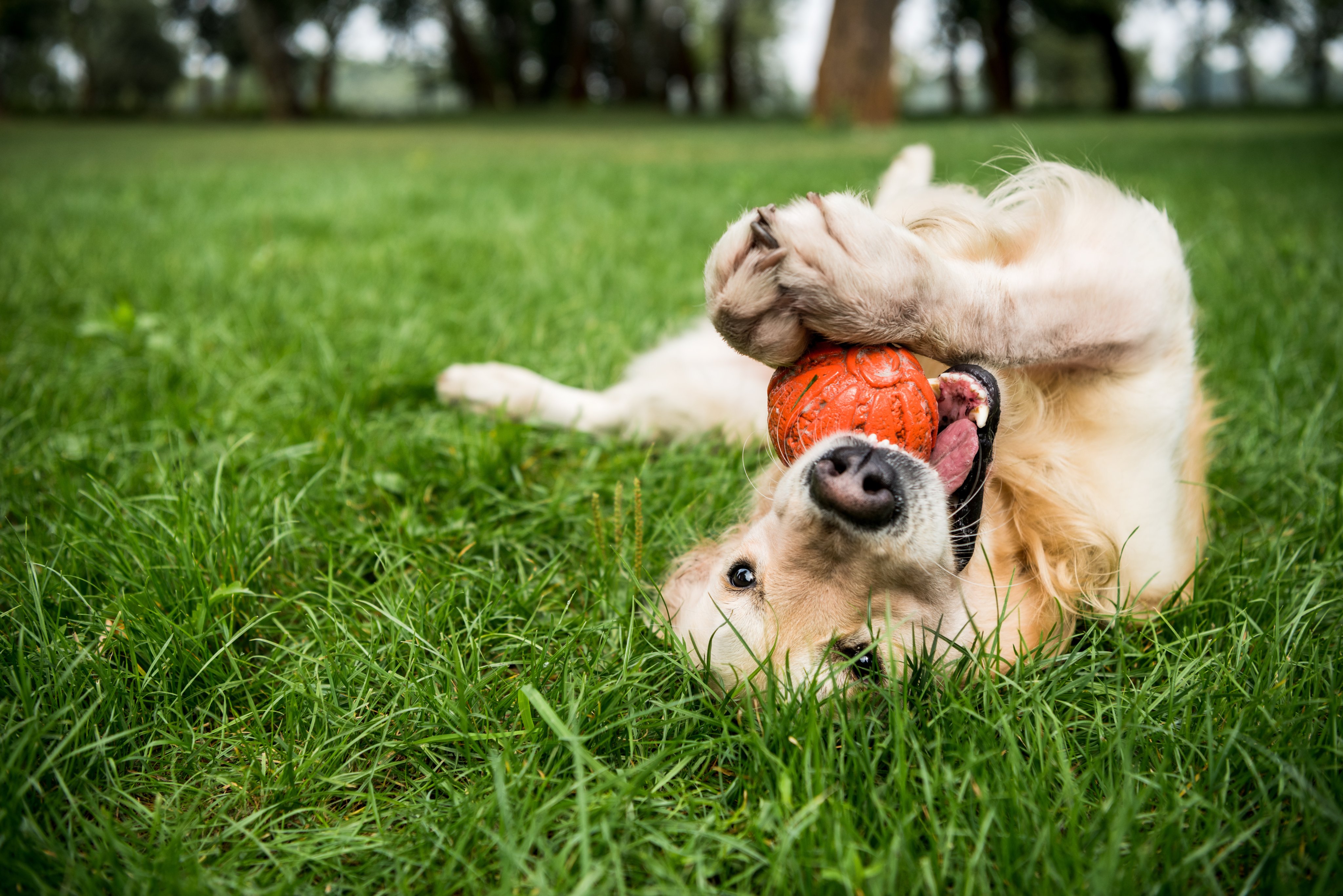 Dog Playing at Park