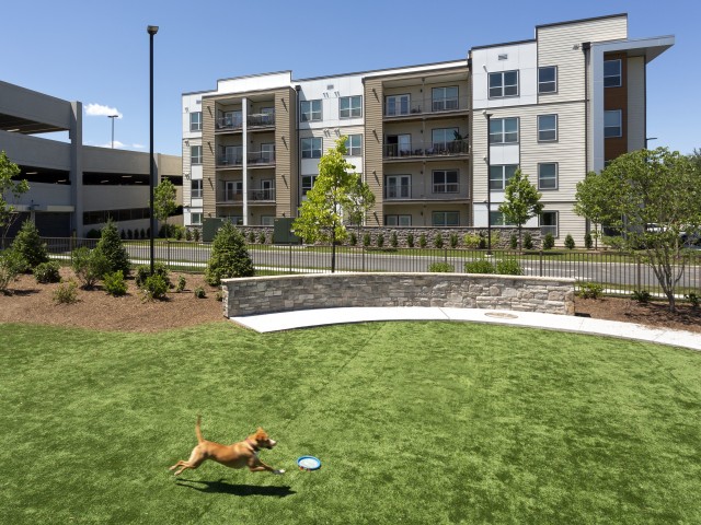 Image of Bark Park : outdoor pet play area for The Mave