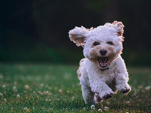Happy dog running in grass