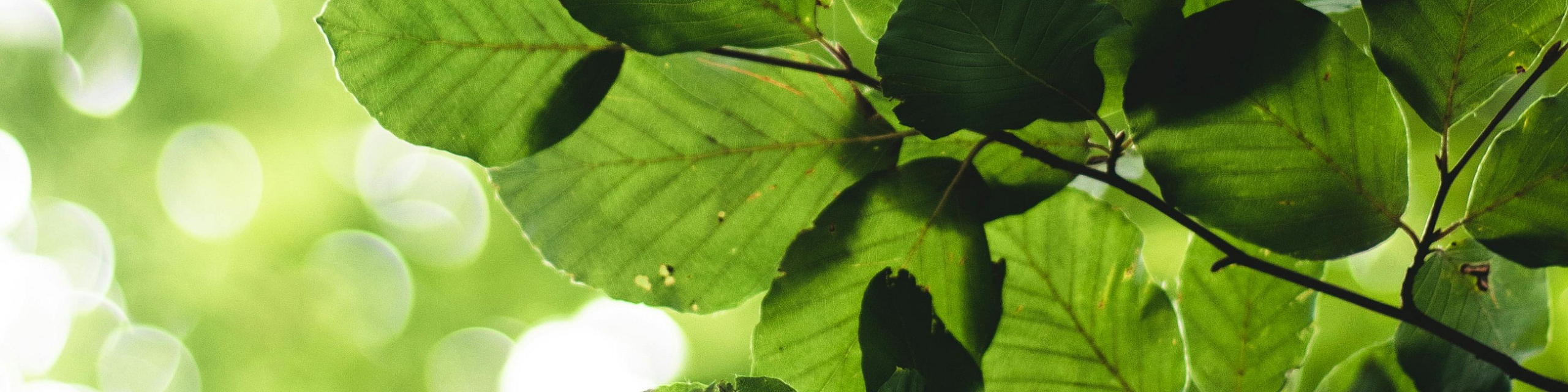 Serene nature scene with vibrant green leaves and soft, blurred background of sunlight filtering through trees.